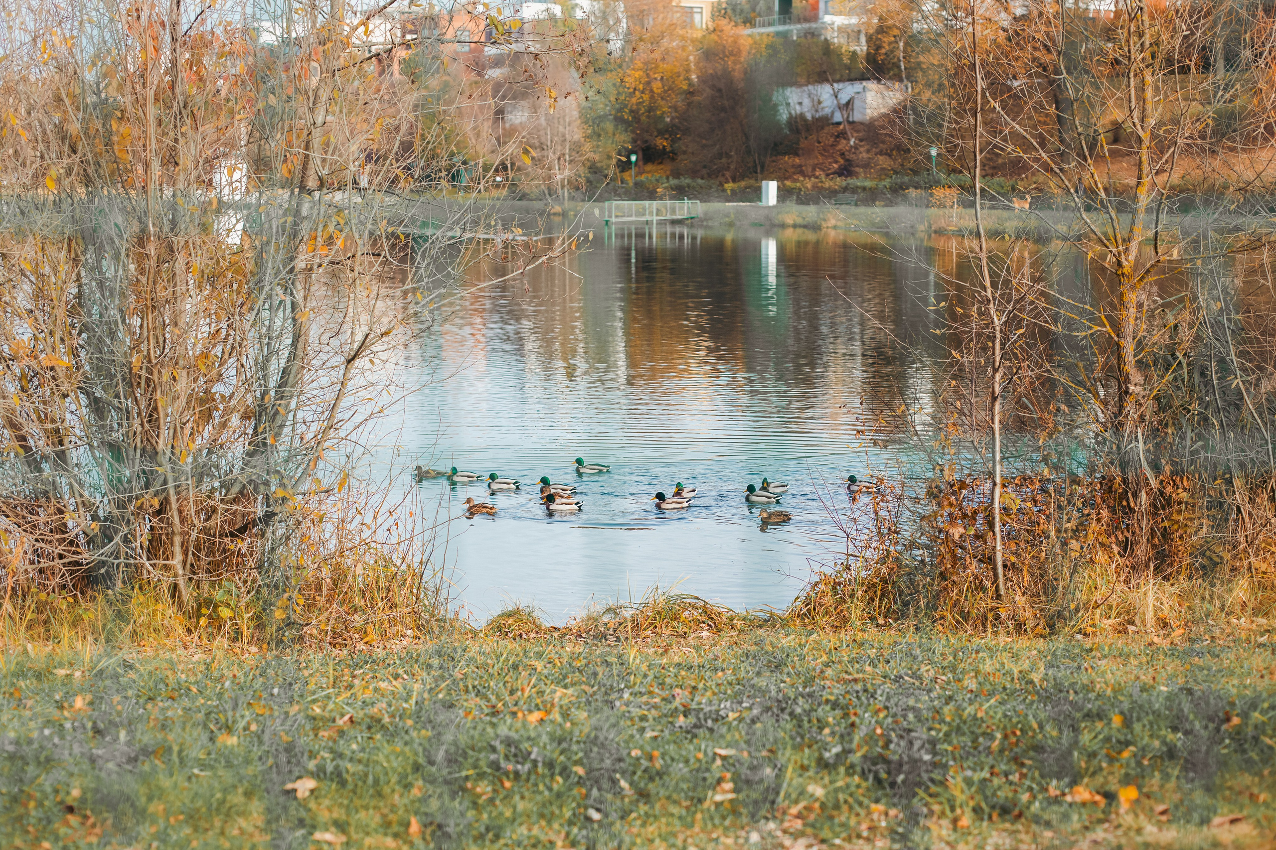 Оля, Харви, Луис. Фотограф-анималист Татьяна Степанова