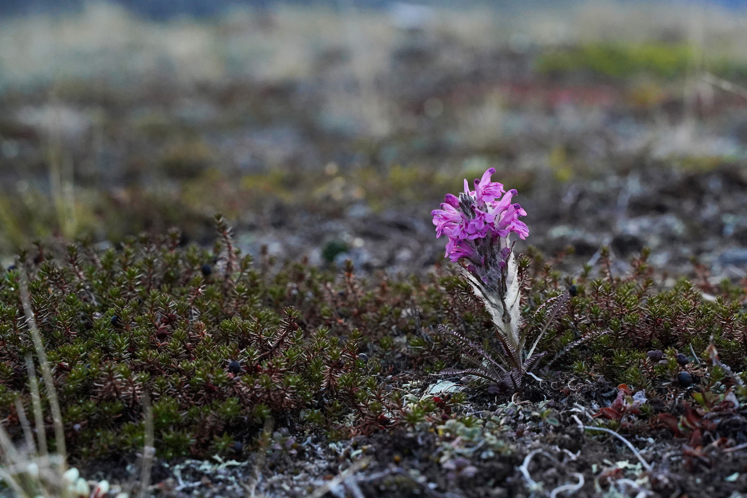 Чукотка. Фотограф Таганрог