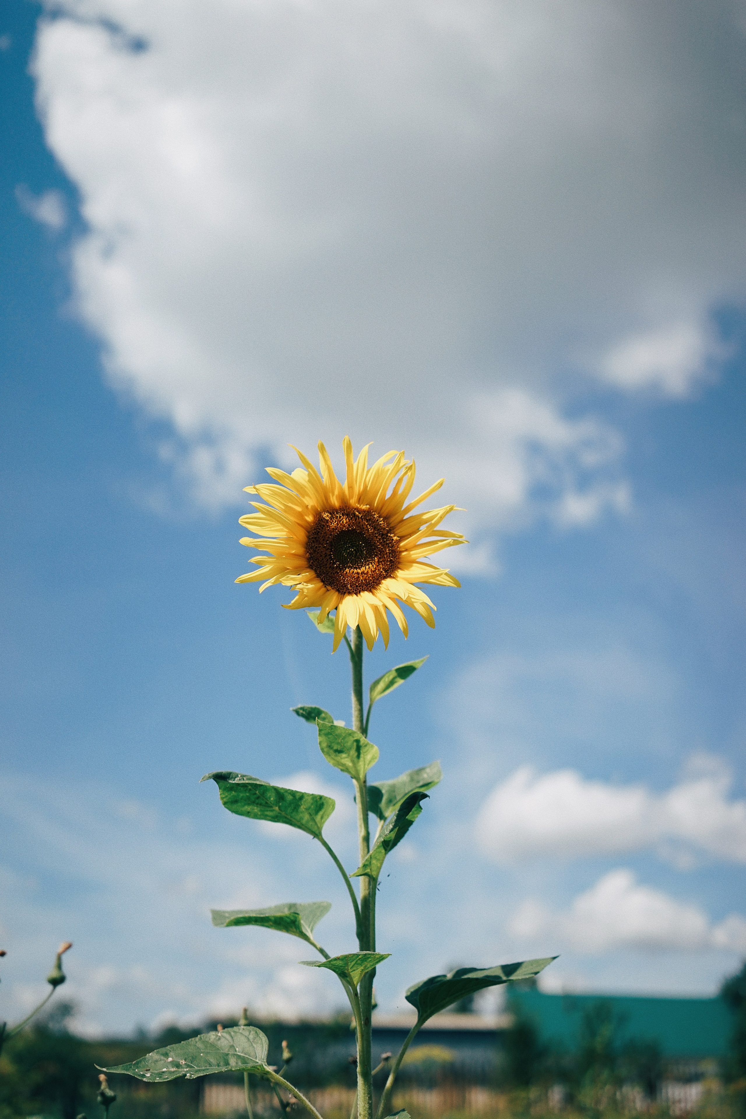 Бабушка. Ксения Копна. Фотограф из Санкт-Петербурга