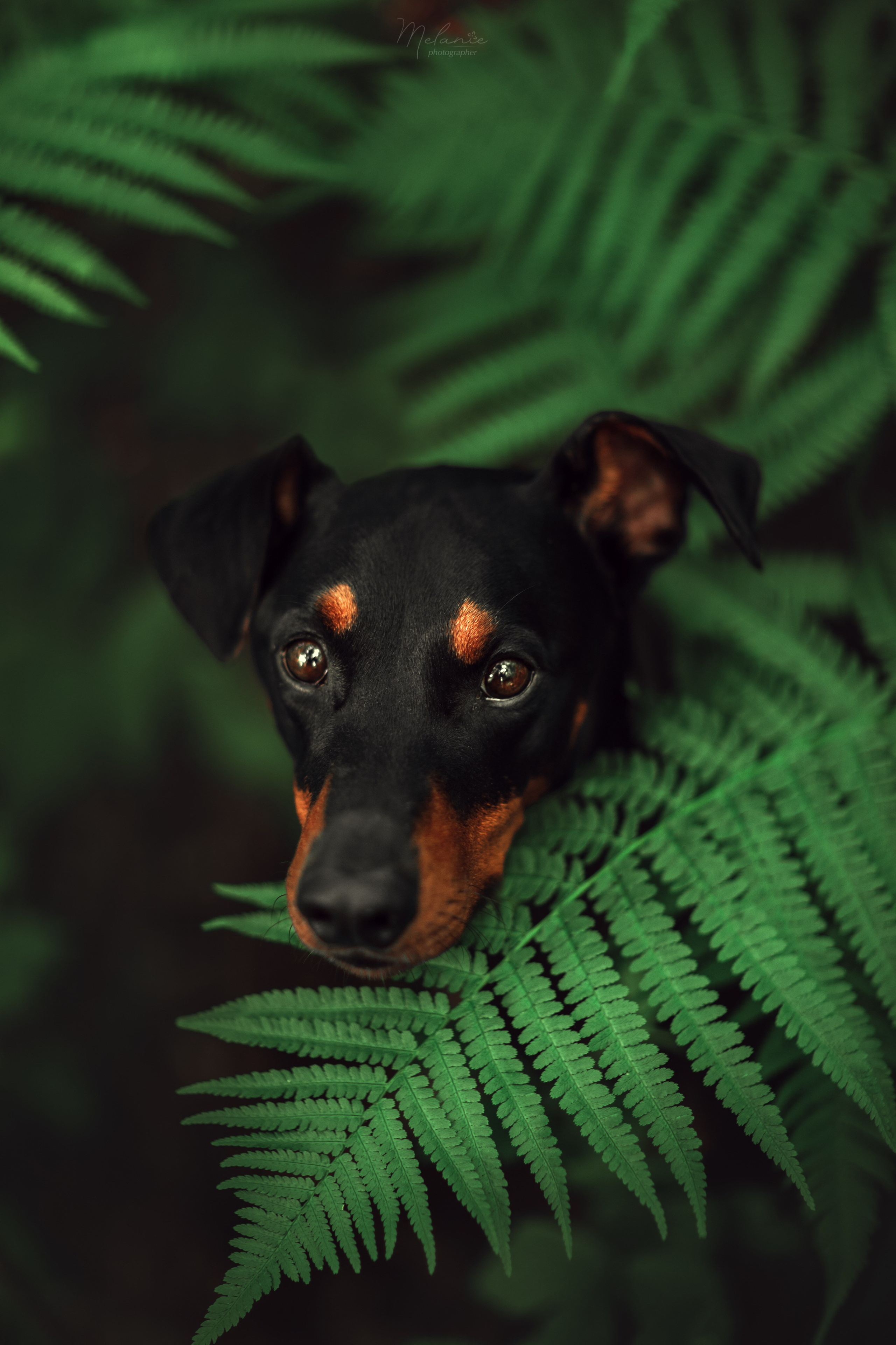 Фотосессия Шерлока. Фотограф-анималист в Москве Дорн Мелани