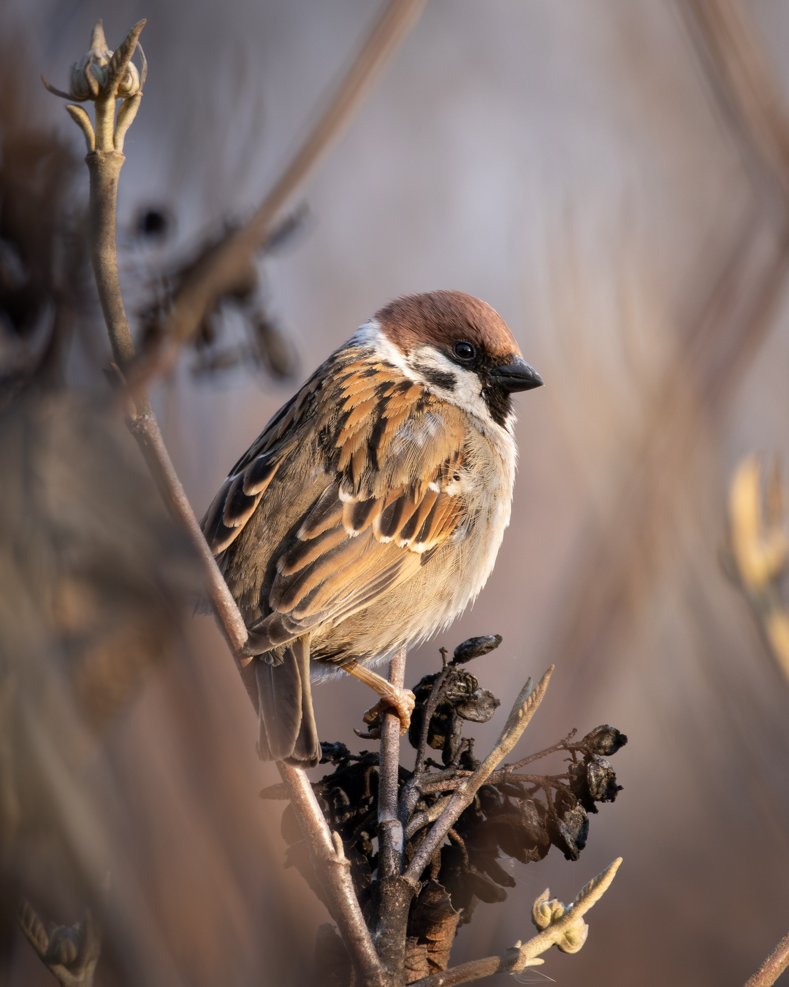 Lipetsk 2025. Anton Chernov | Wildlife photographer