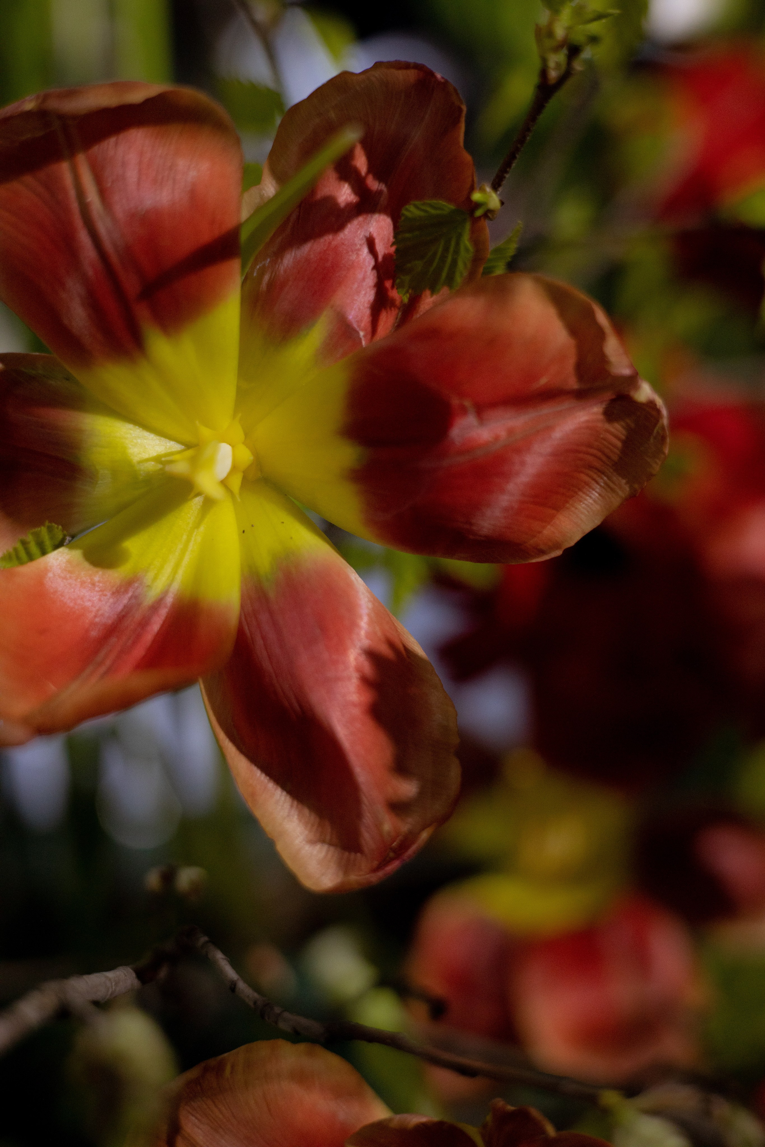 Оформление Отчетного концерта Музыкальной школы Глазунова. Оформление свадеб, декор свадеб Вера Маркова, Москва