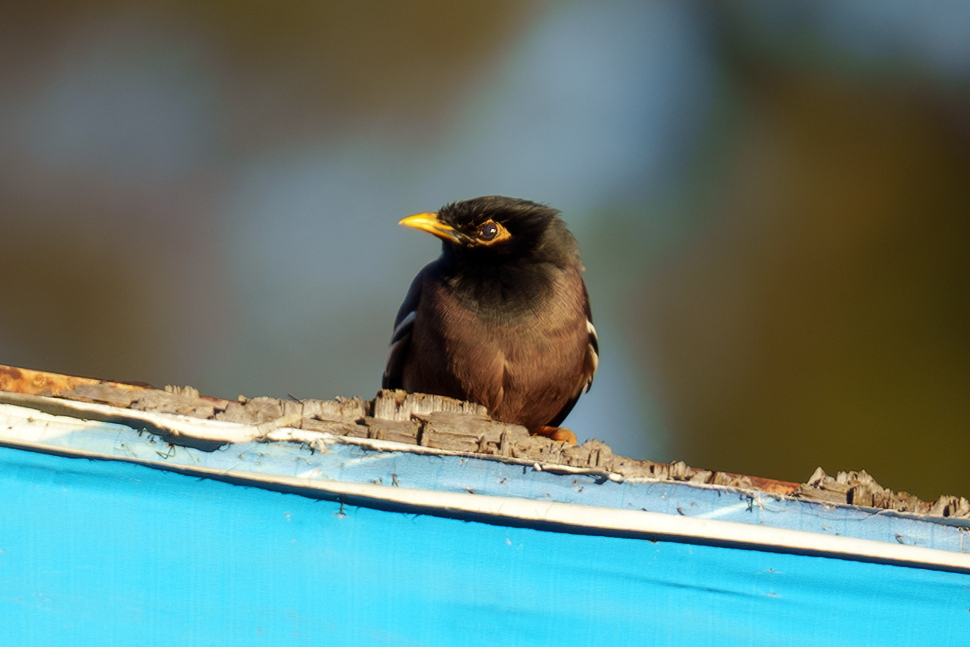 Удивительные мир птиц. Вокруг нас столько прекрасного — присмотритесь!. Ваш личный фотограф Марина Волкова
