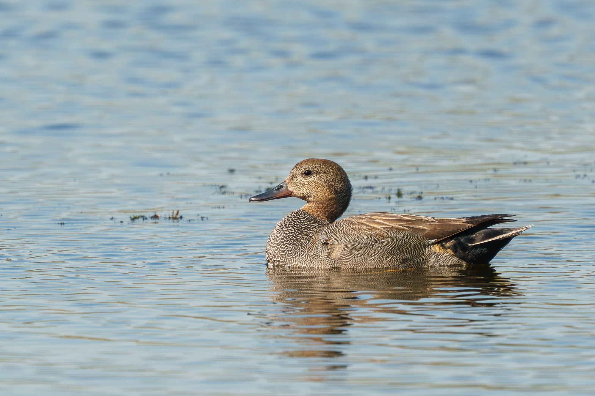Удивительные мир птиц. Вокруг нас столько прекрасного — присмотритесь!. Ваш личный фотограф Марина Волкова