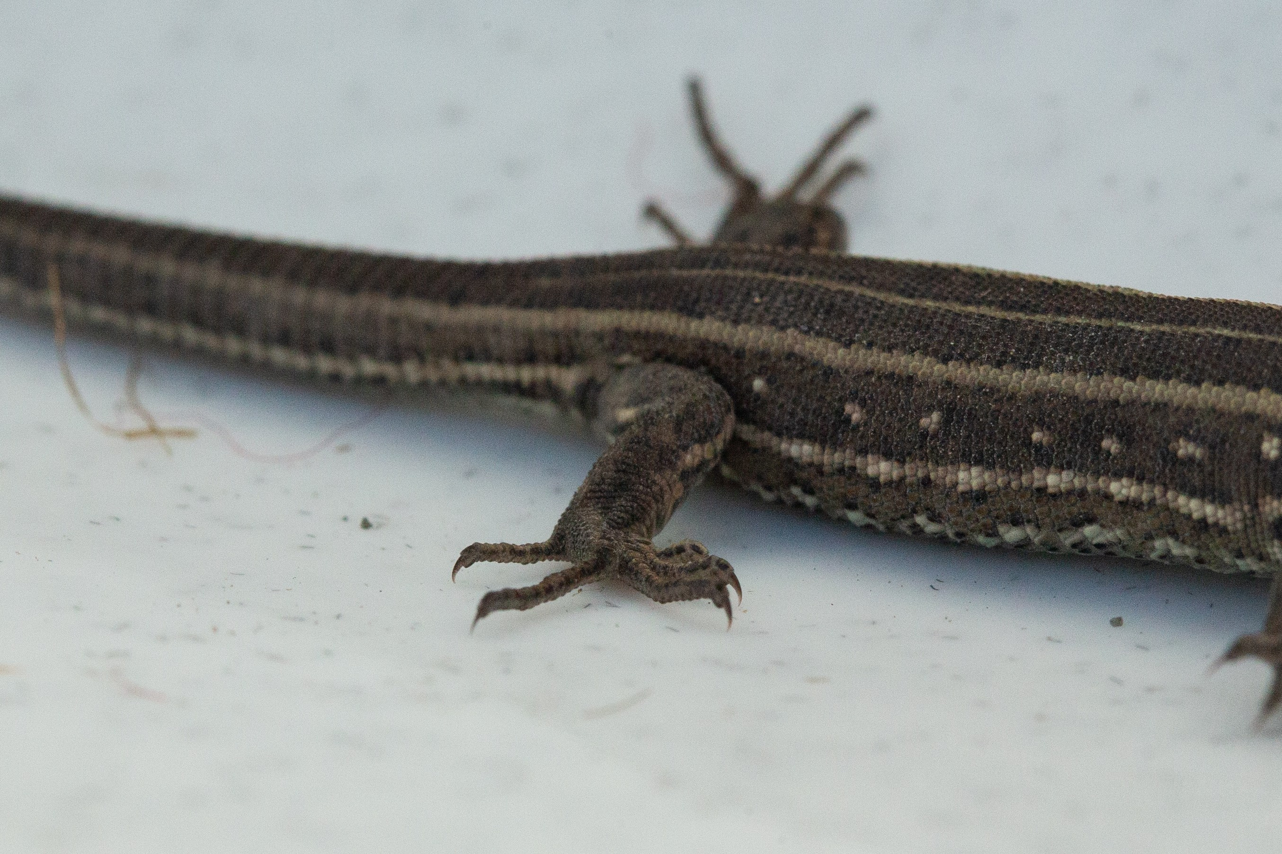 Фото Животных. Студия Максима Белослюдцева