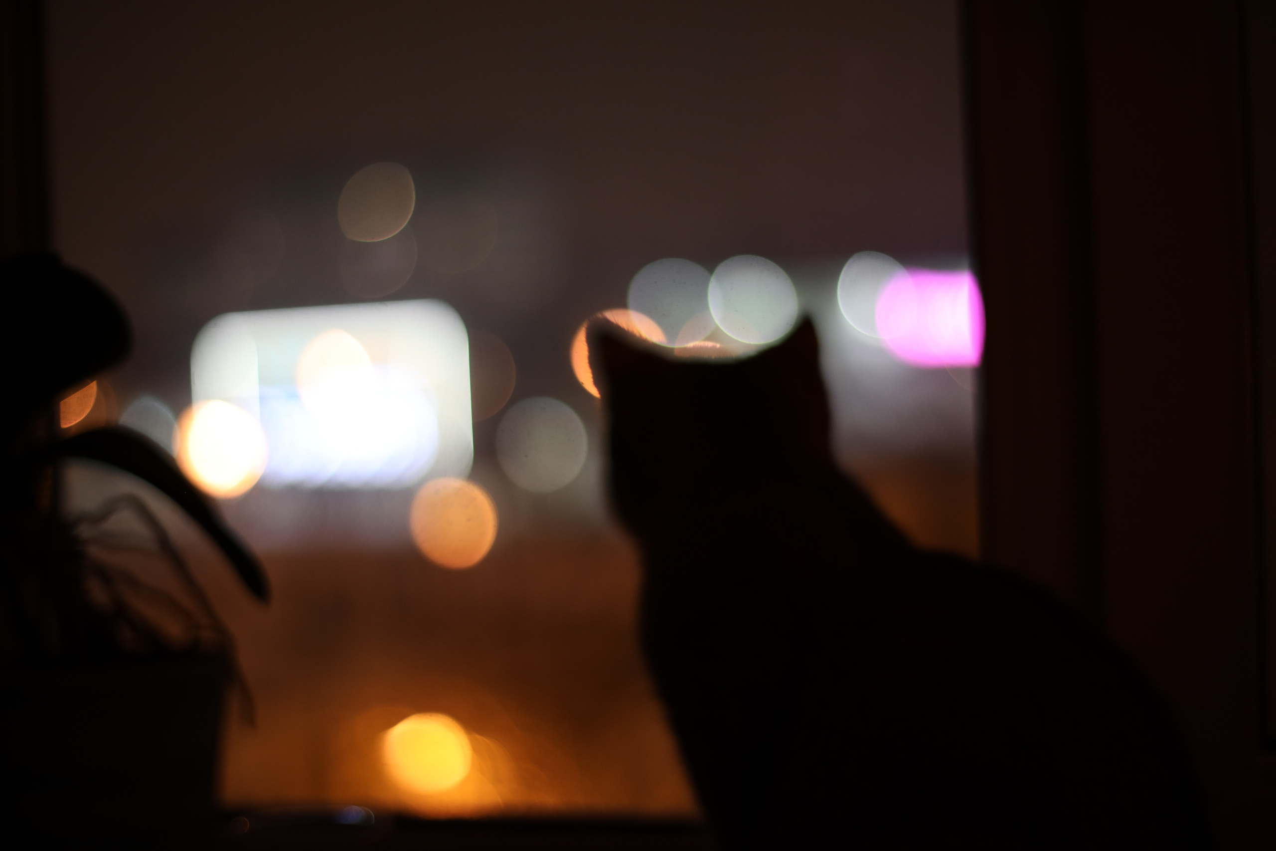 Коты и кошки. Фотографии домашних питомцев. Алекс Ком. Автомобильный фотограф и детский писатель из Москвы