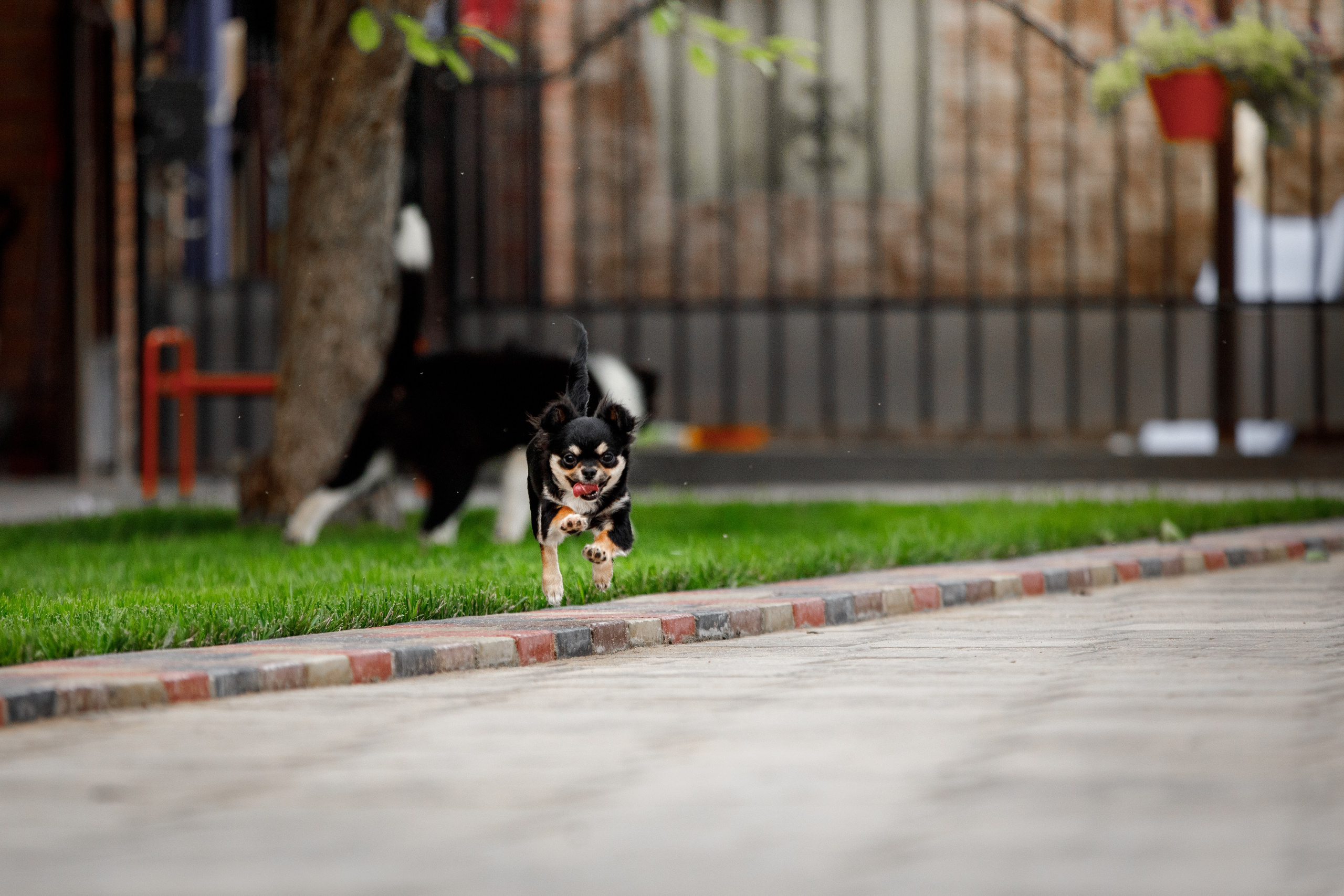 Болтовня в саду. О нас