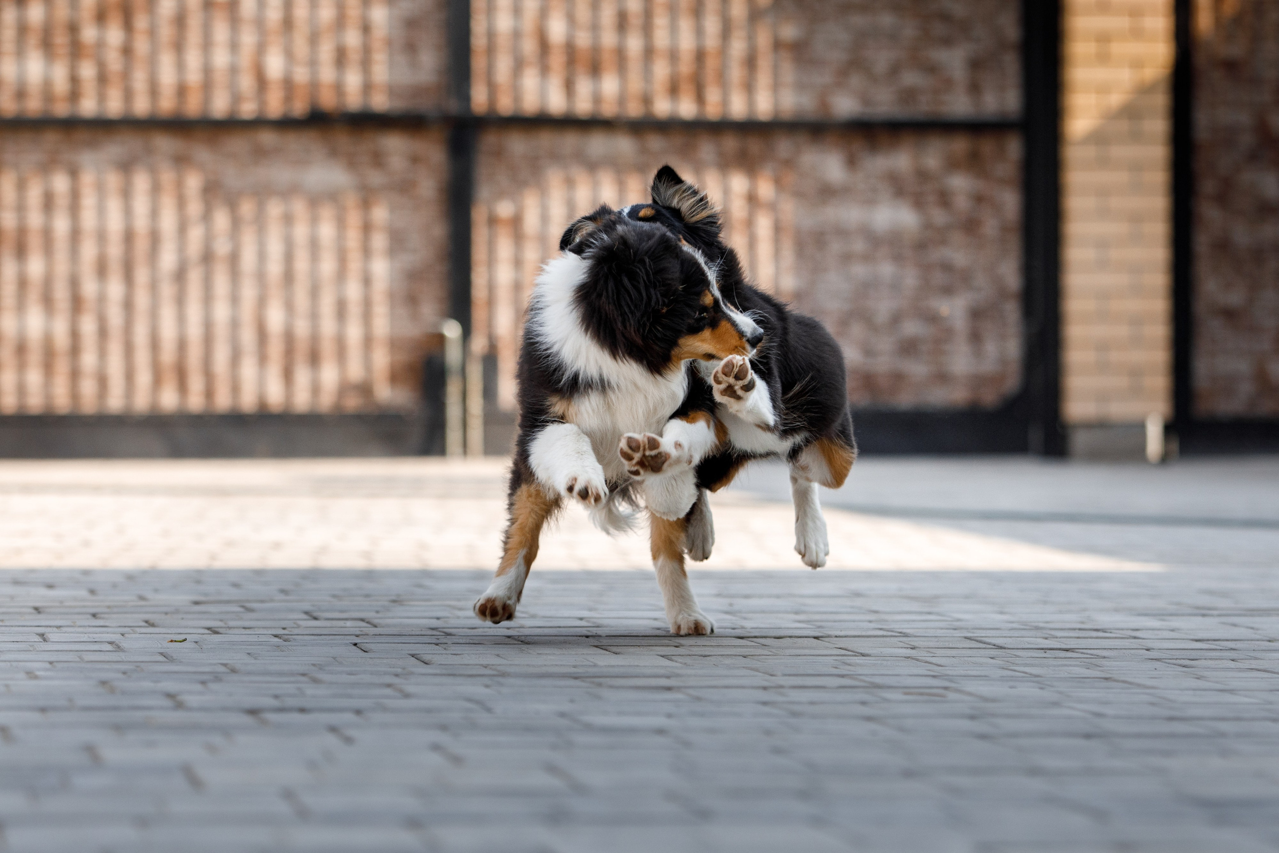 Смешарики. О нас