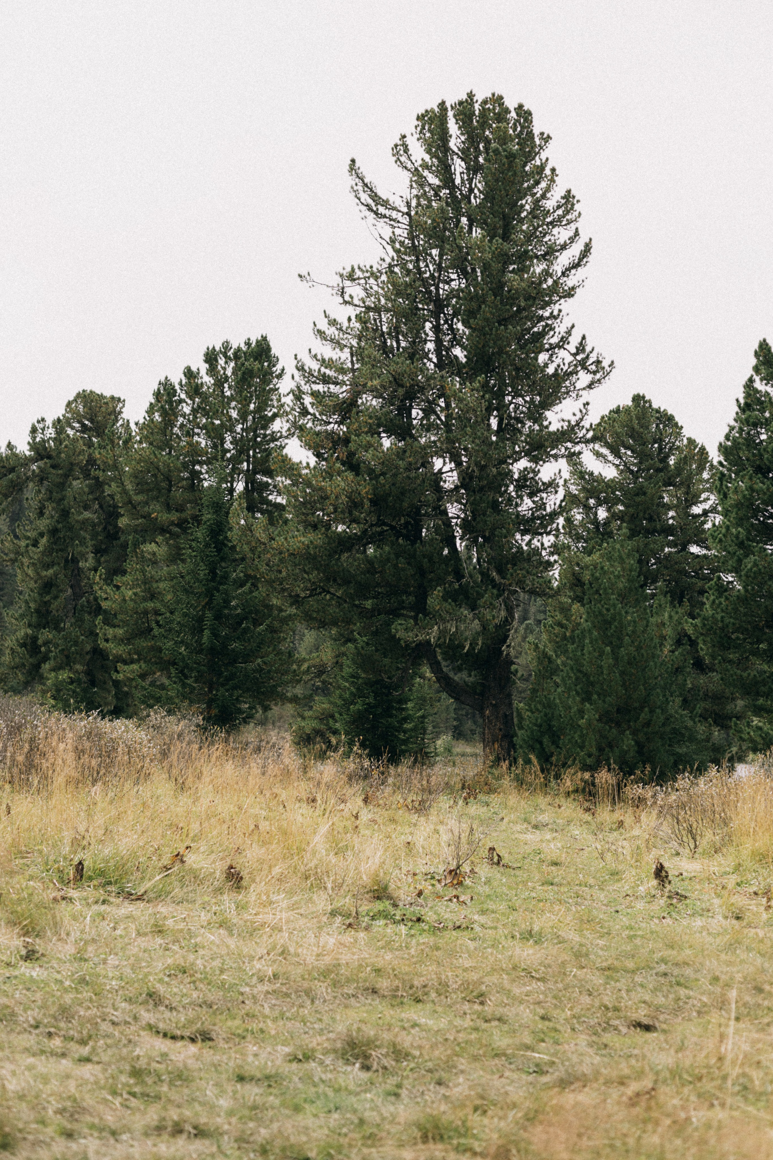 Алтай, природа и эстетика. Александр Чернин. Семейный и событийный фотограф