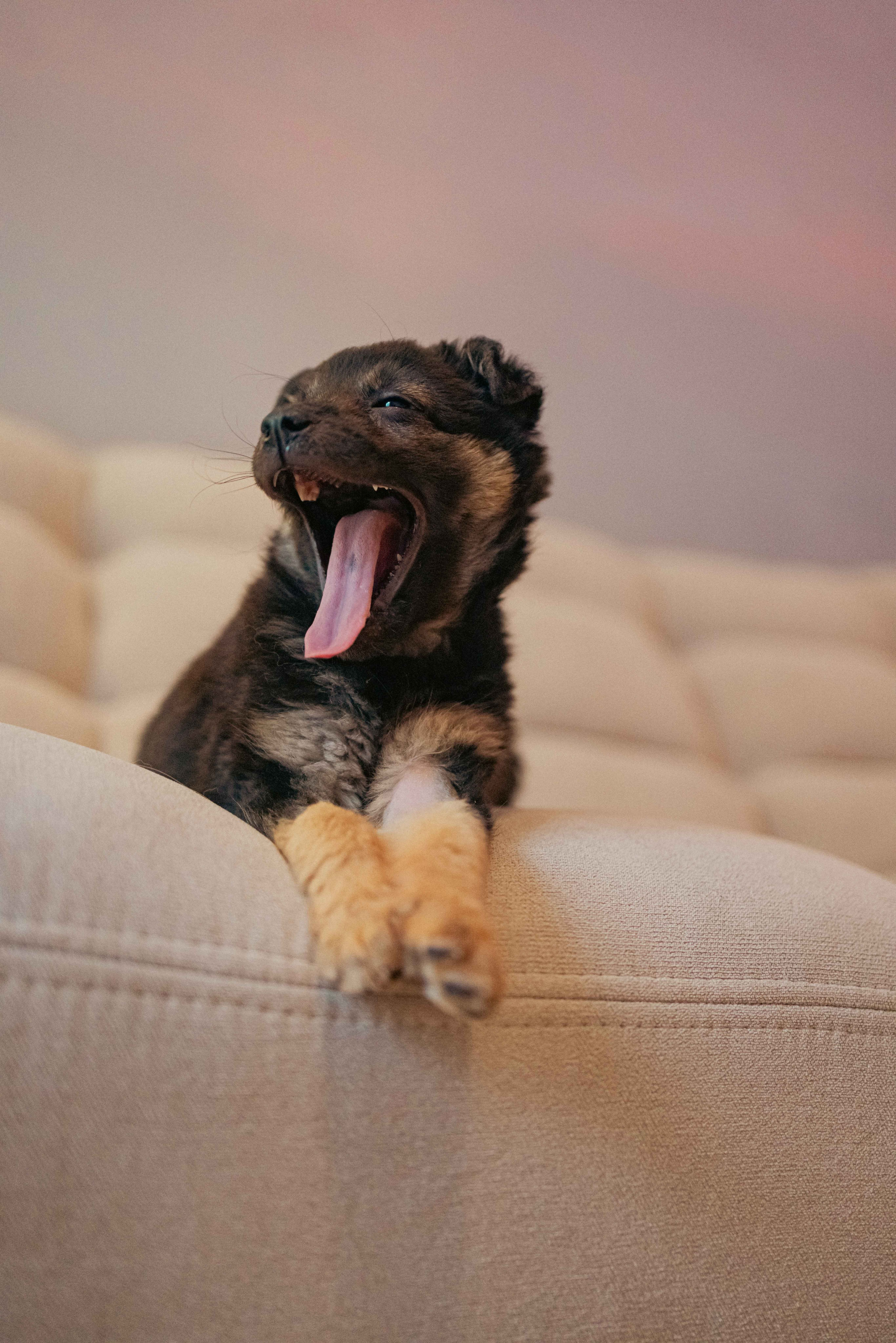 Пеппа. Фотограф-анималист в Москве Лера Черноног