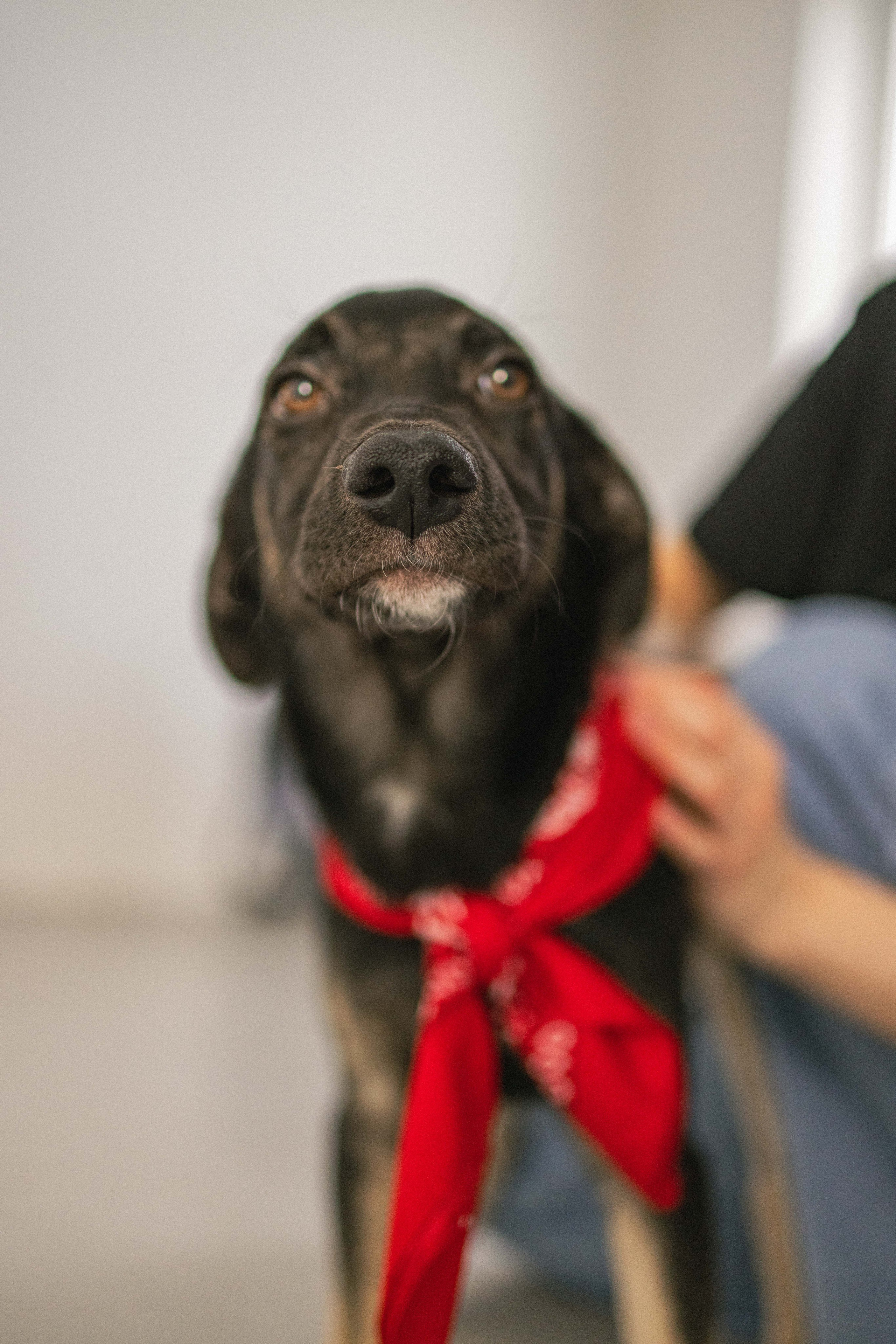 Крис и Тэдди. Фотограф-анималист в Москве Лера Черноног
