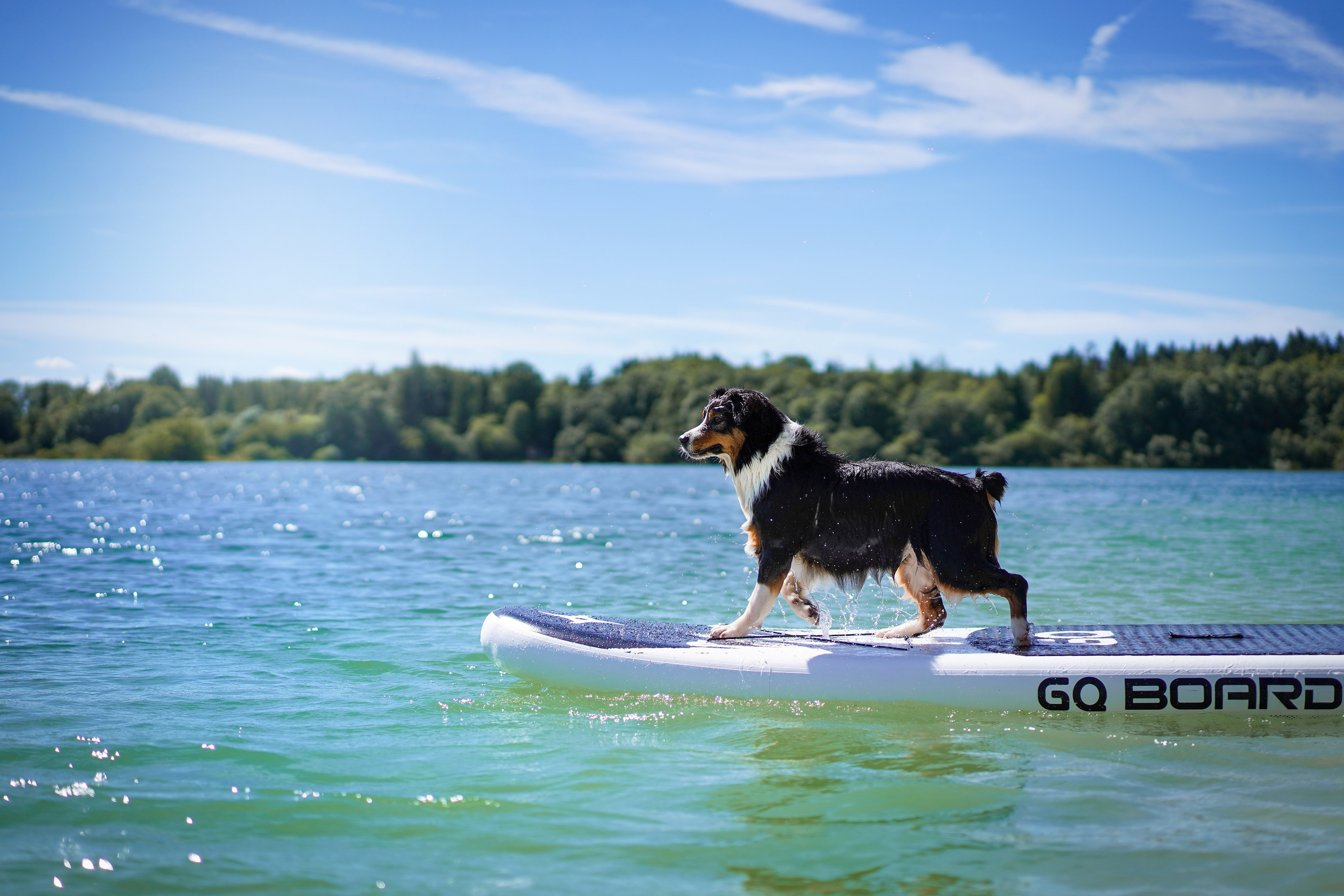 Аусси на карьерах. Фотограф-анималист в Санкт-Петербурге Яна Мартынова