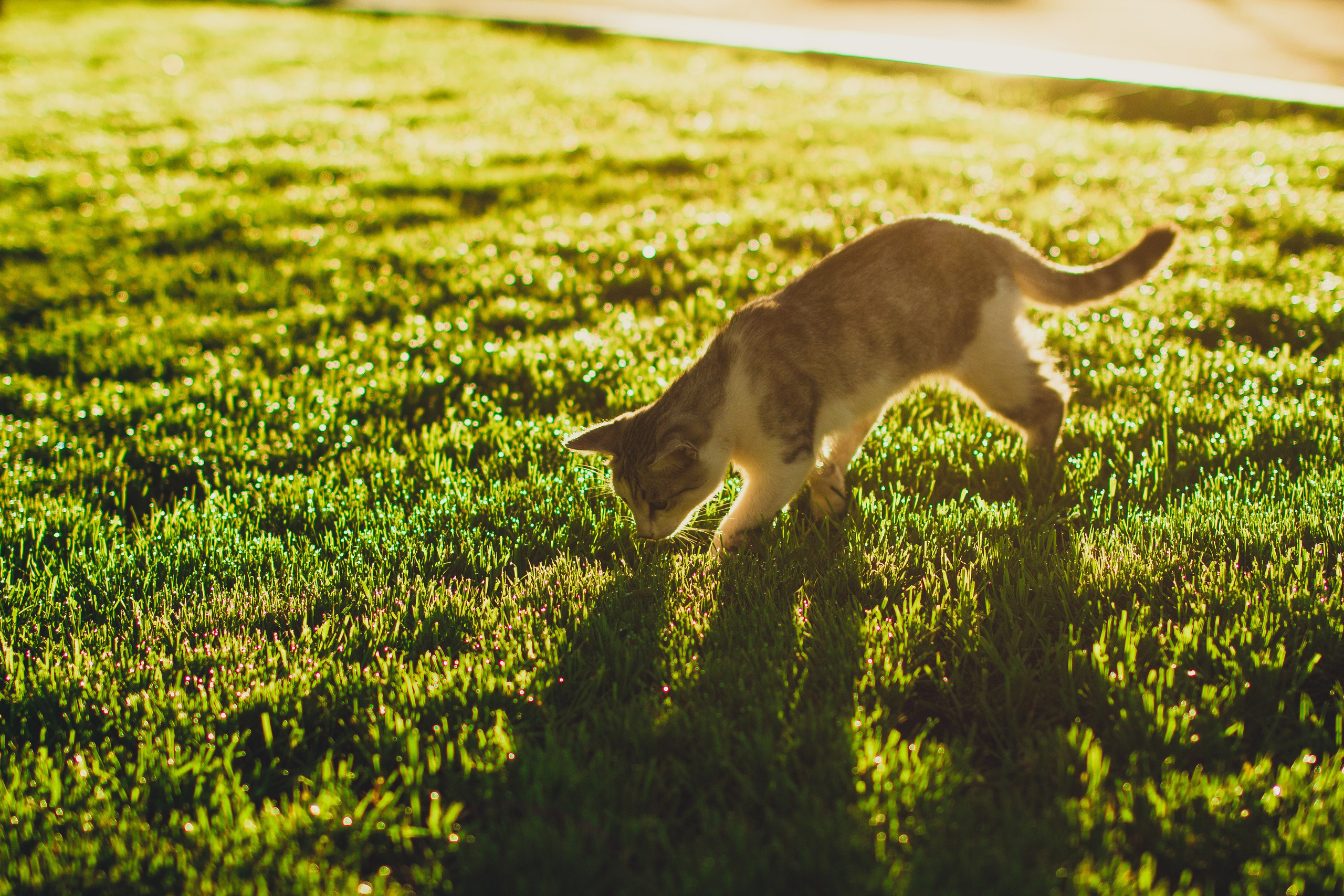 ЦВЕТНЫЕ ФОТОГРАФИИ. Никита Аничкин фото и видео оператор из России