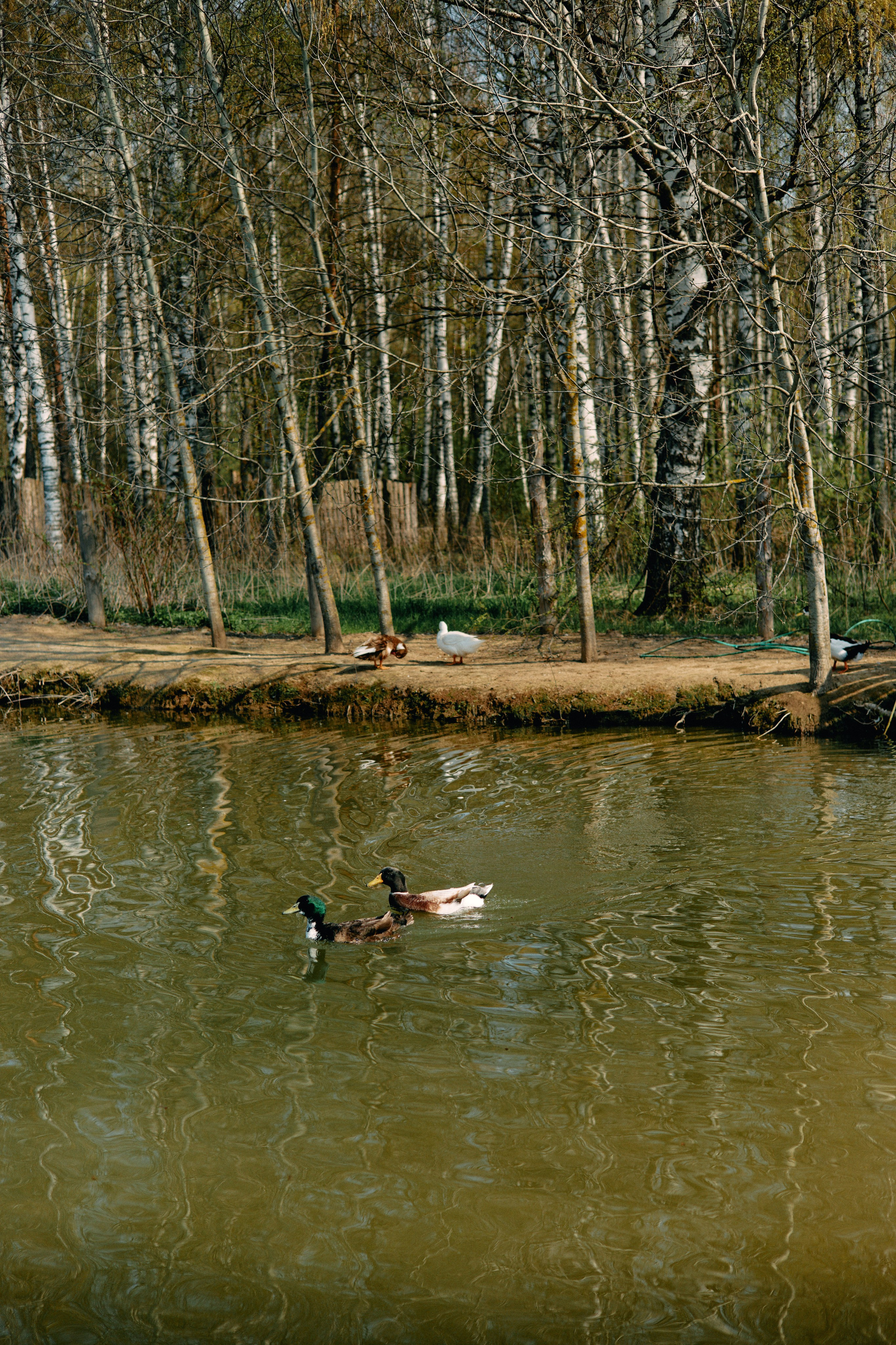 Бутик-отель Поле летом. Профессиональный Фотограф во Владимире, в Москве и в Суздале — Полина Романычева