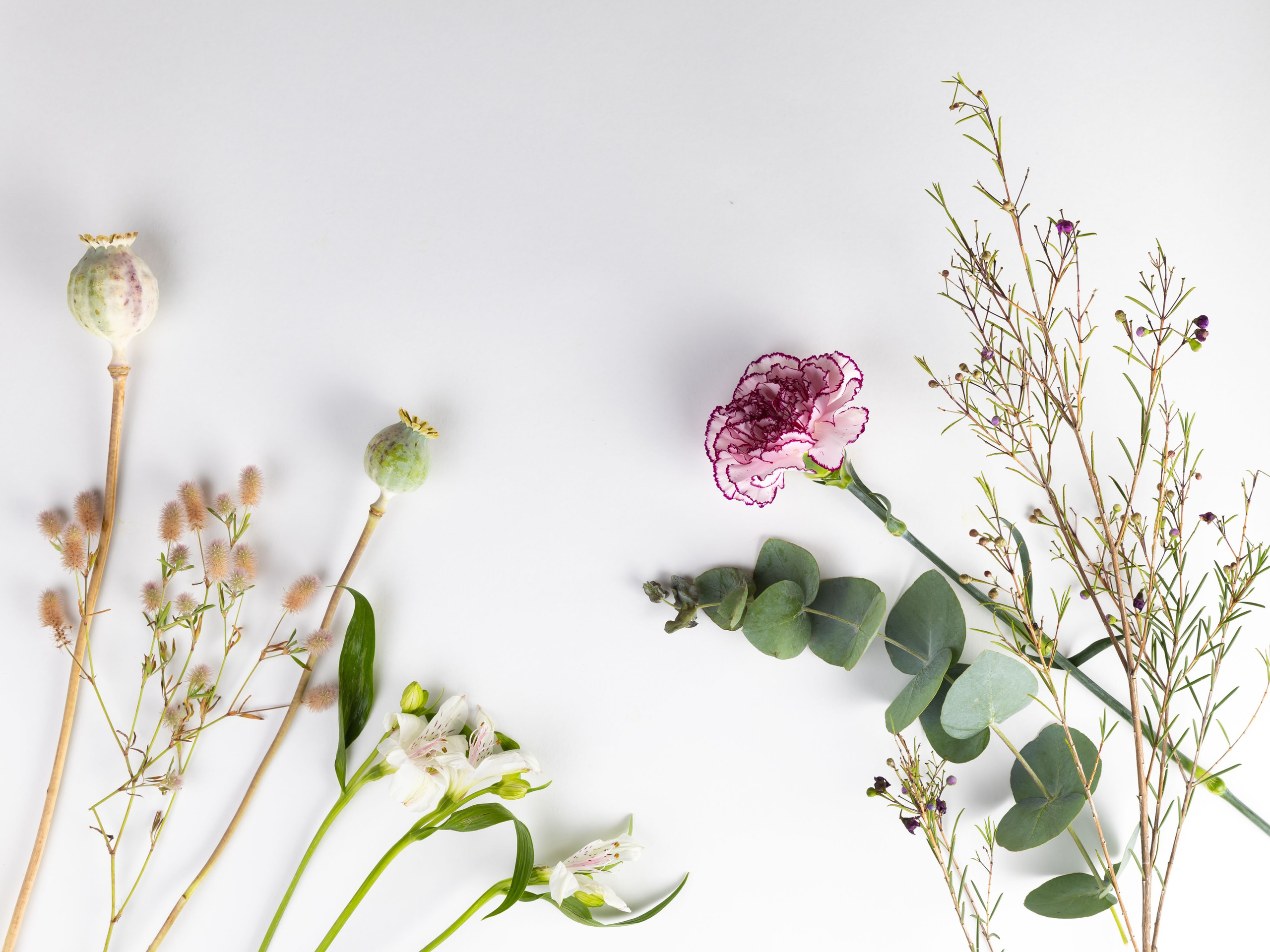 ЦВЕТЫ. ФОТОГРАФ ВИНОГРАДОВА ДАРЬЯ