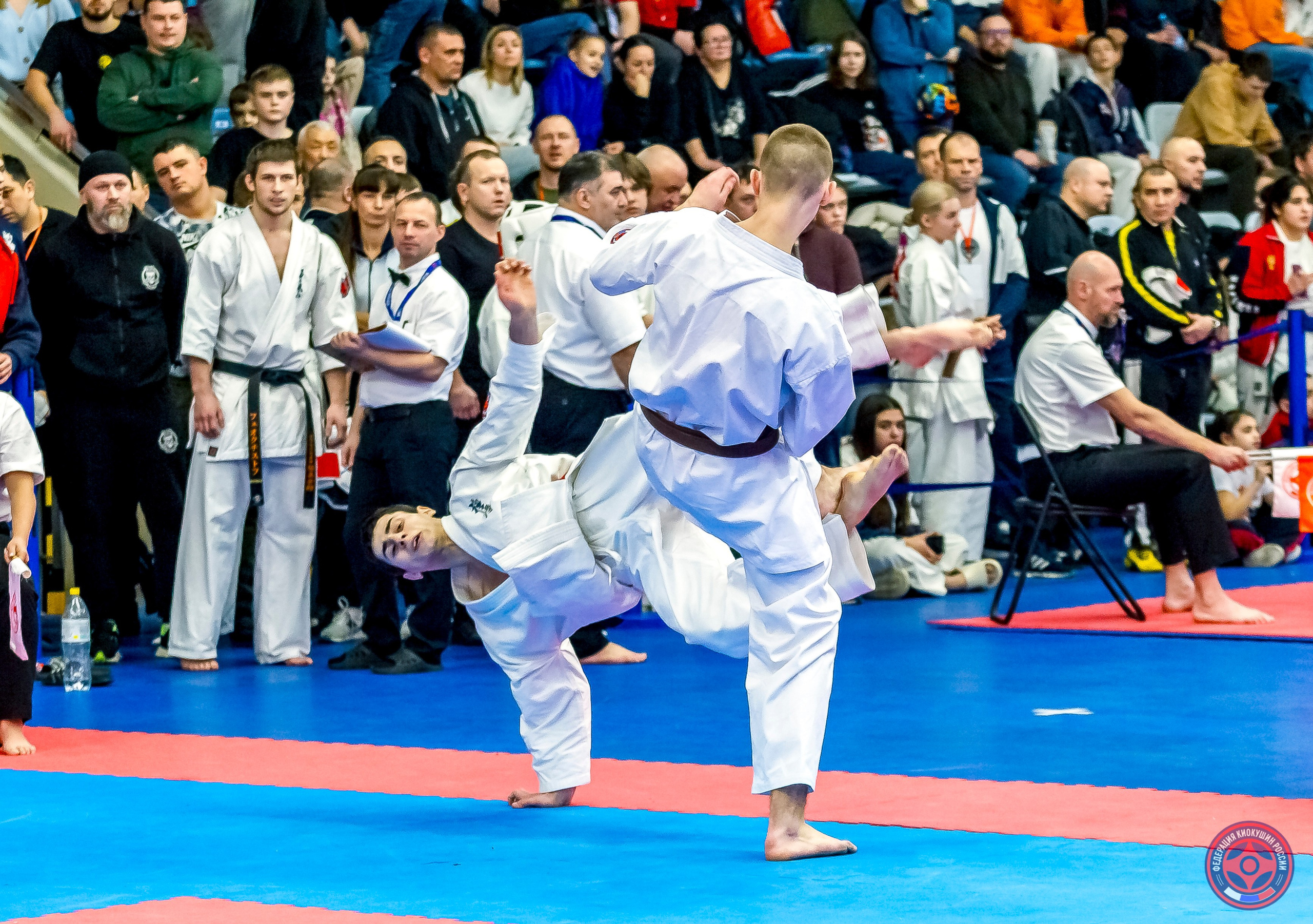 Международный турнир по киокушин «Открытый кубок Seiken». Репортажная съемка в Москве и области. Анималистика