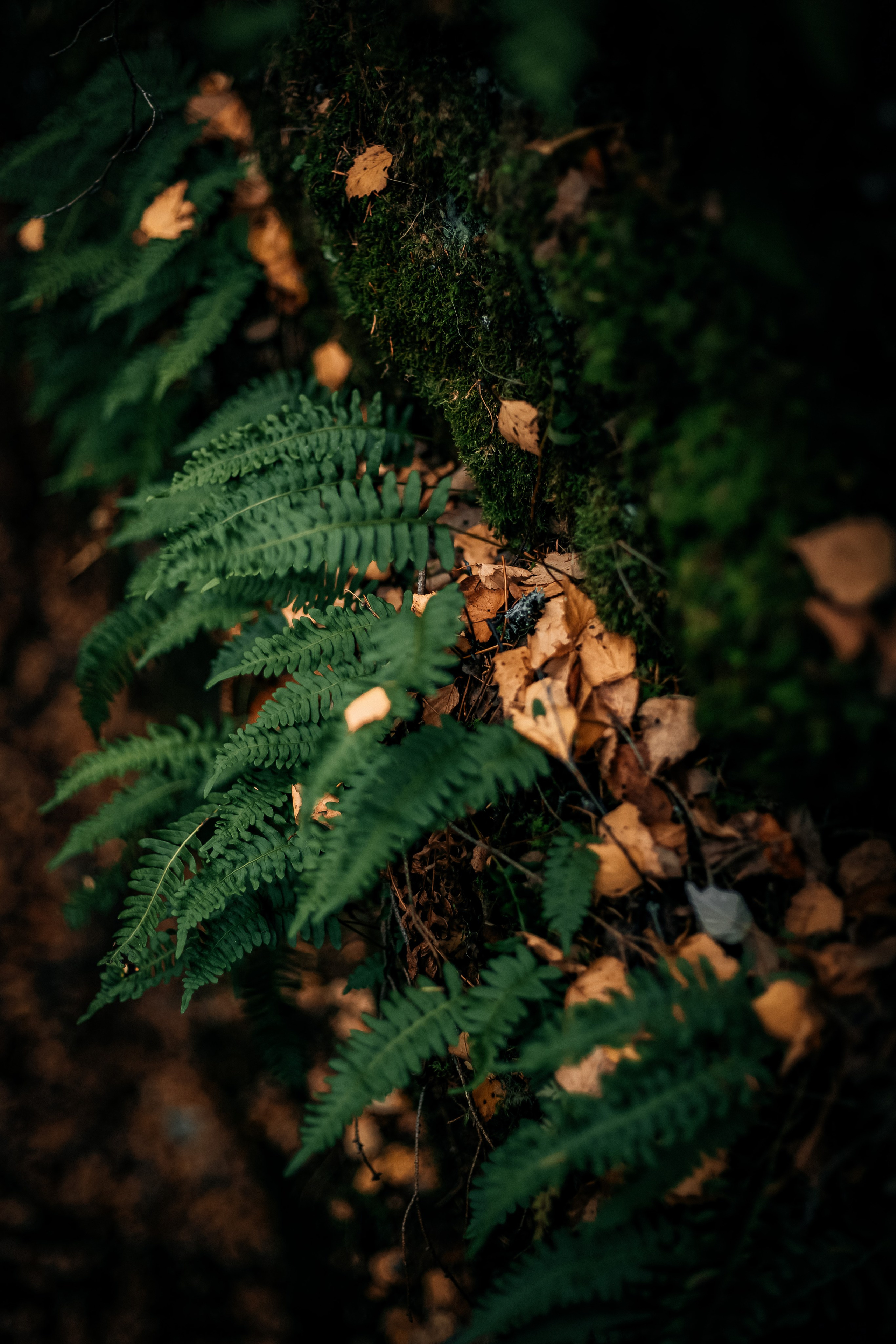 Nature. Оля Валиахметова — портретный и репортажный фотограф из Екатеринбурга