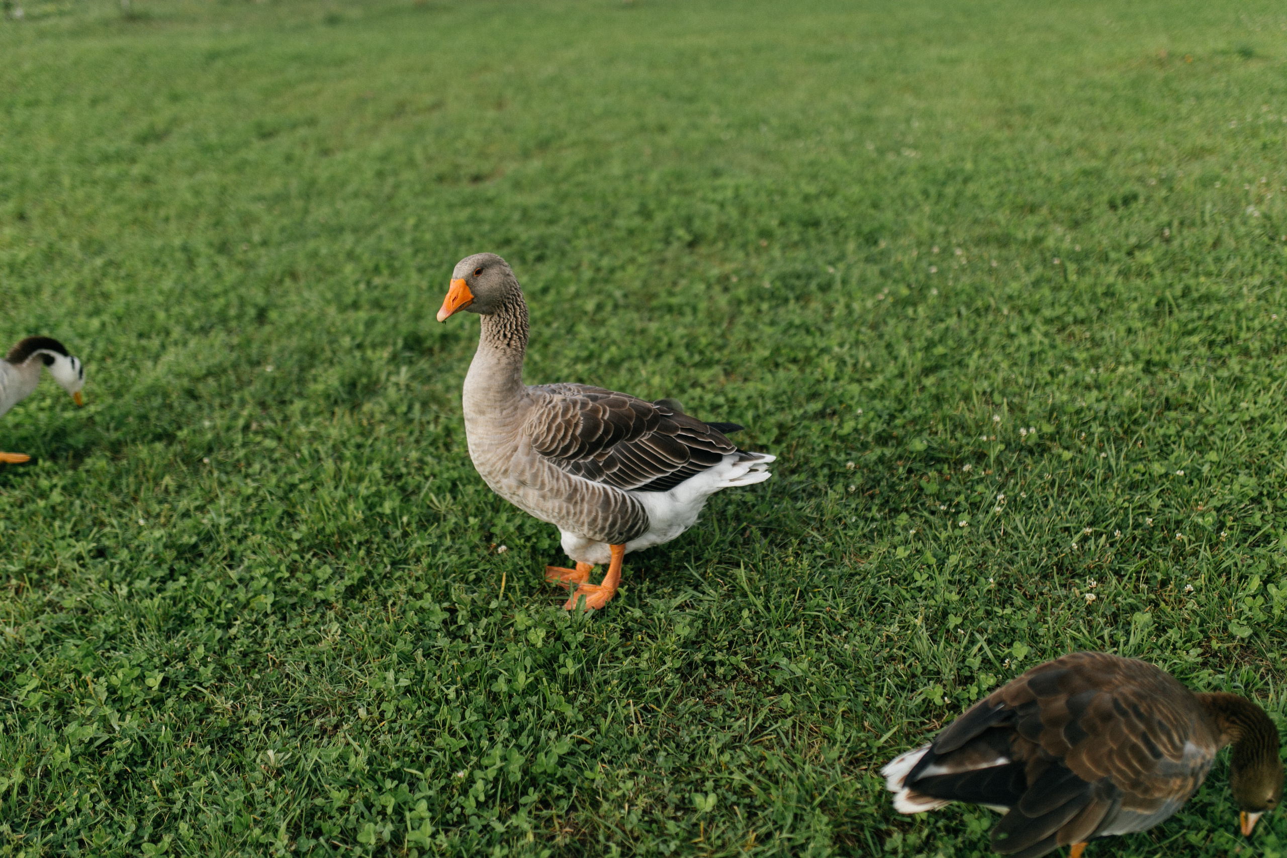 Юлия и Николай. Катя Завьялова