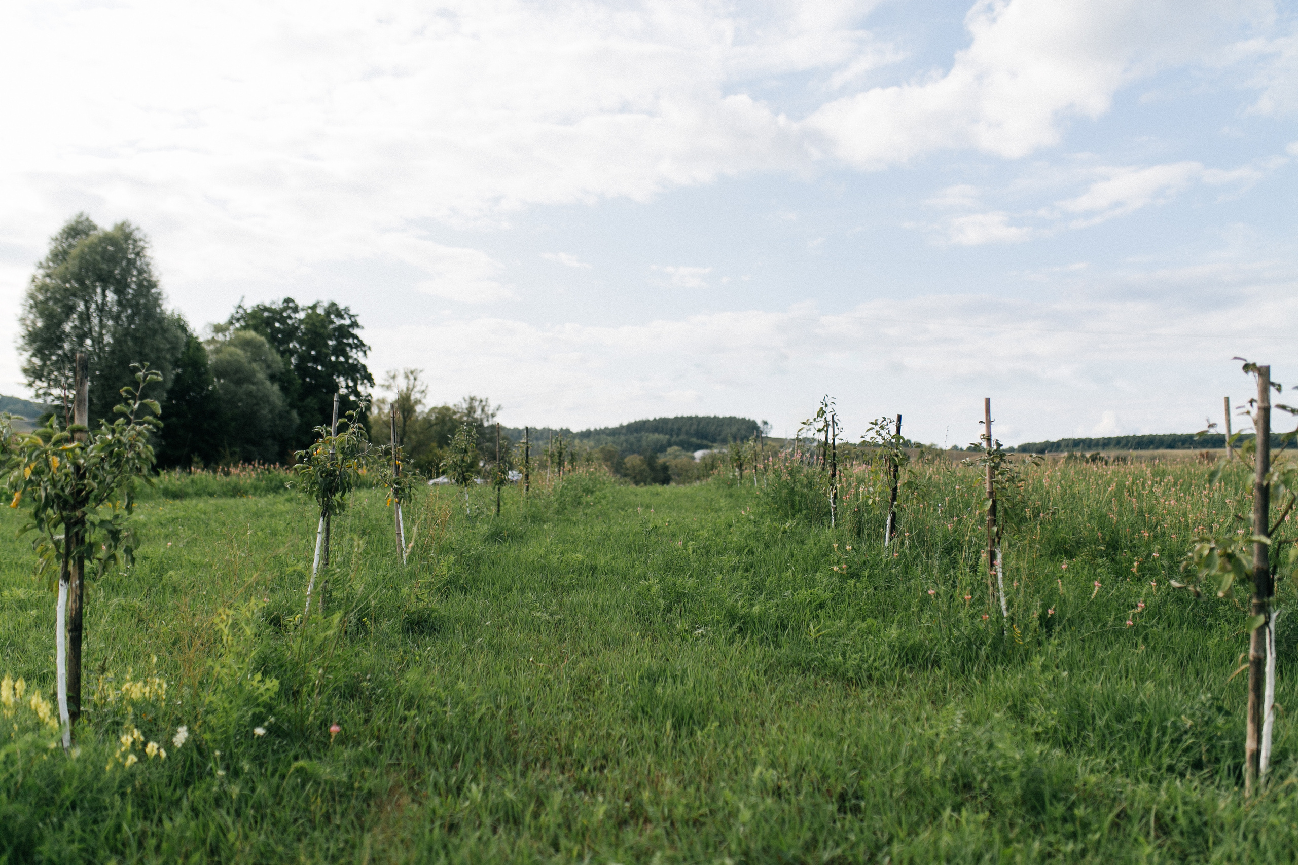 Юлия и Николай. Катя Завьялова
