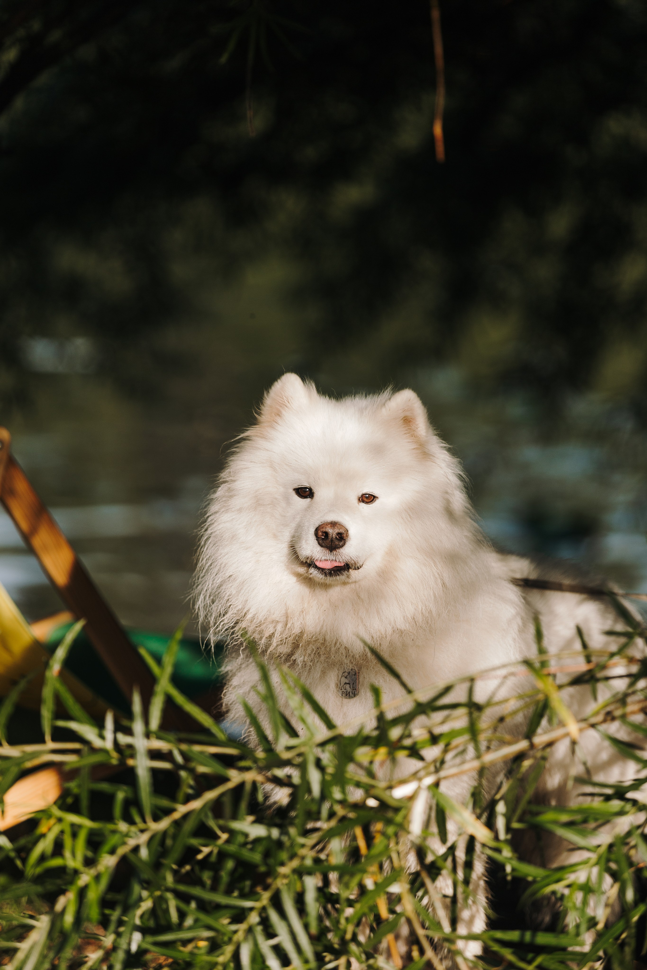 Petshop Sup day. Фотограф анималист Кристина Карпова, Москва
