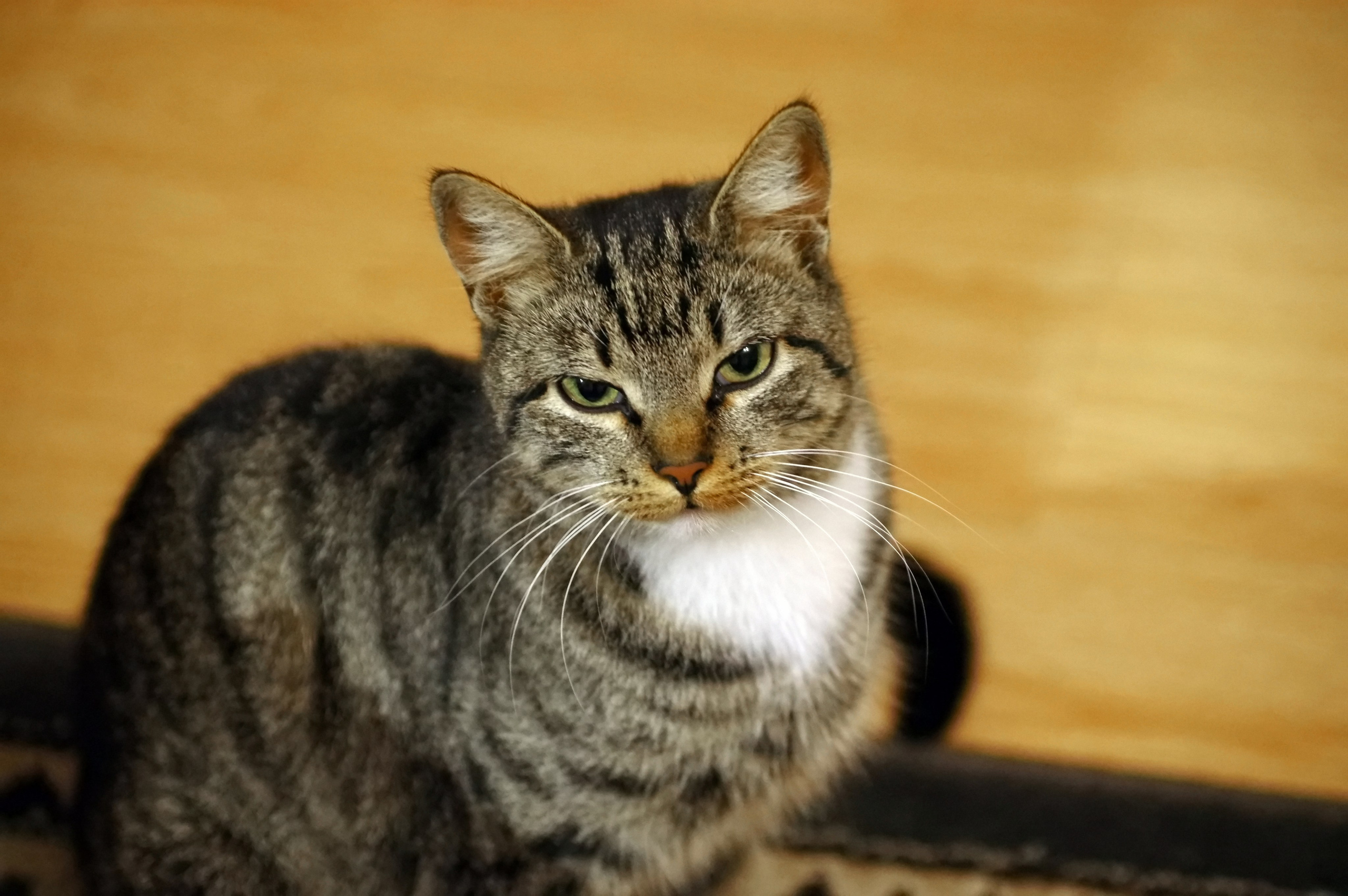 Прошка. Вадим Шейдин