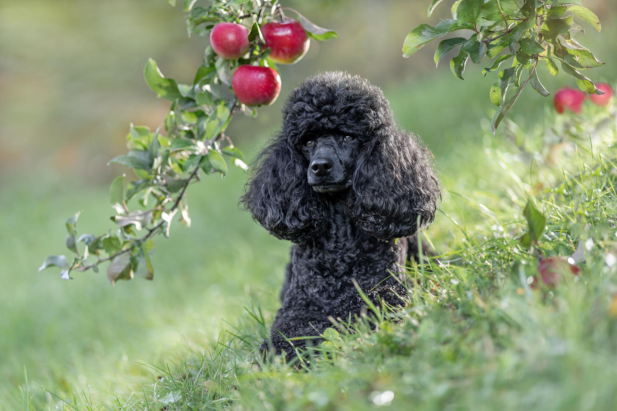 Фотограф анималист в Санкт-Петербурге Владимир Лиепин