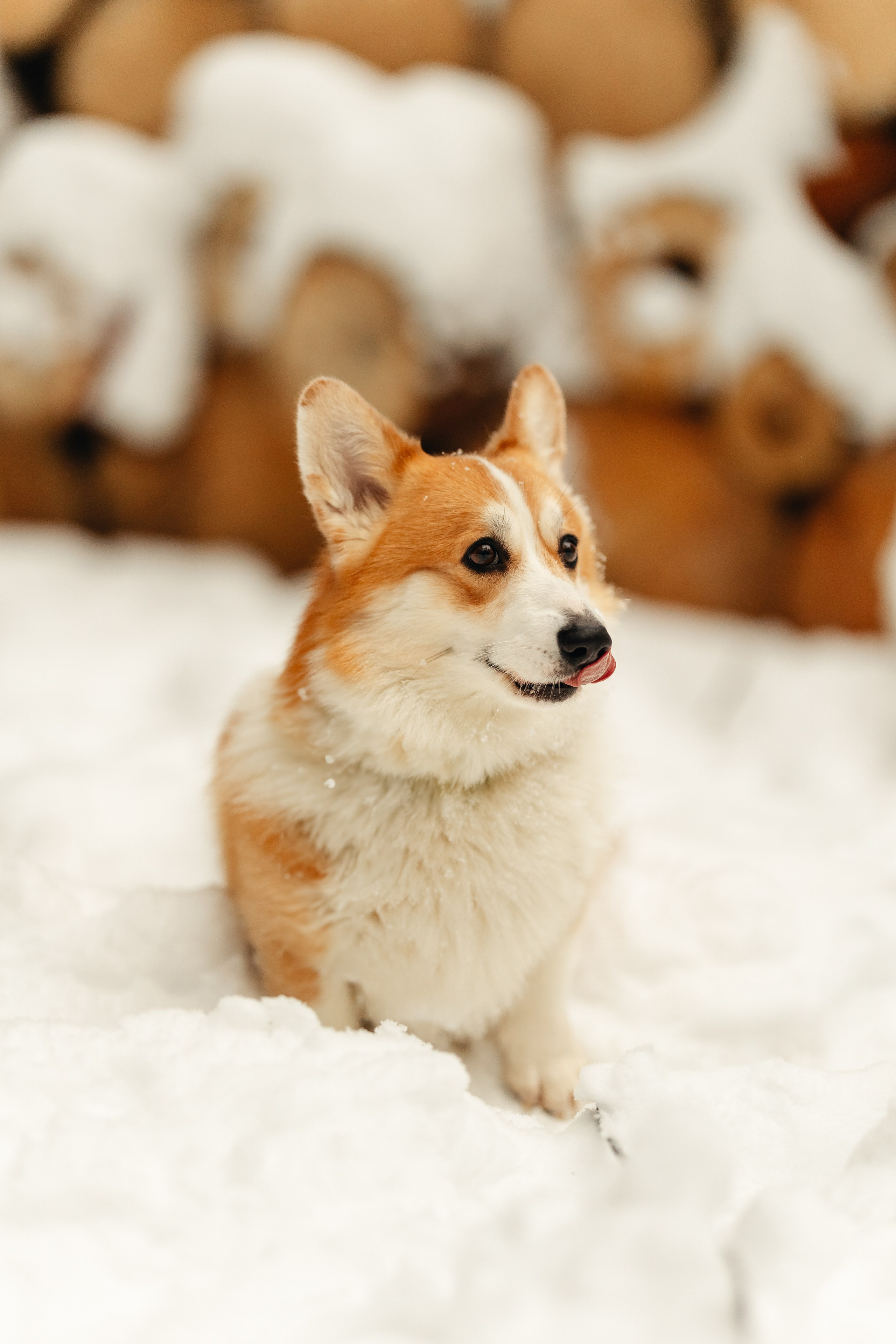 Ирина и малыш Бакс. Ирина Бешляга. Фотограф в Москве и по всей России