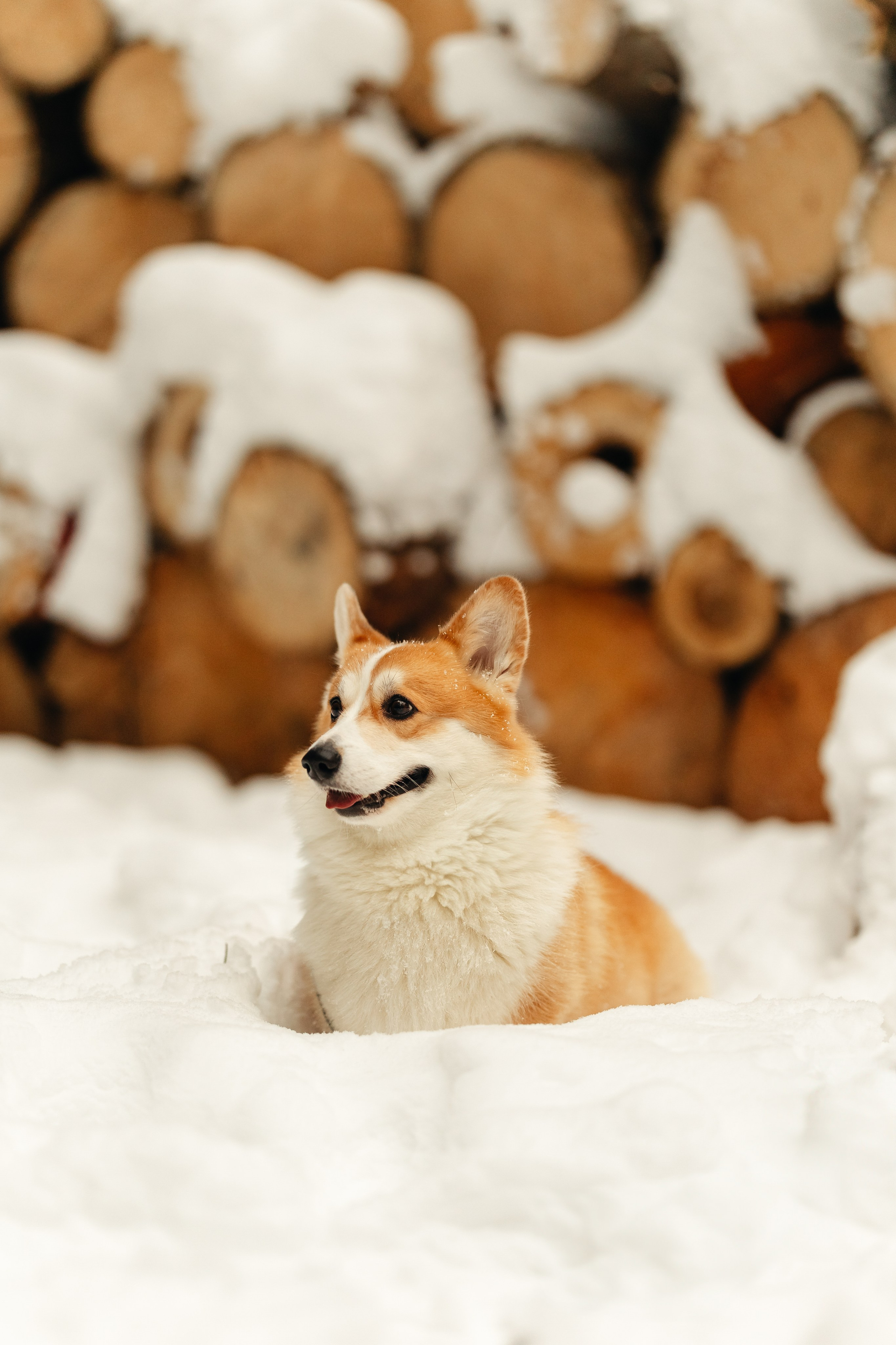 Ирина и малыш Бакс. Ирина Бешляга. Фотограф в Москве и по всей России