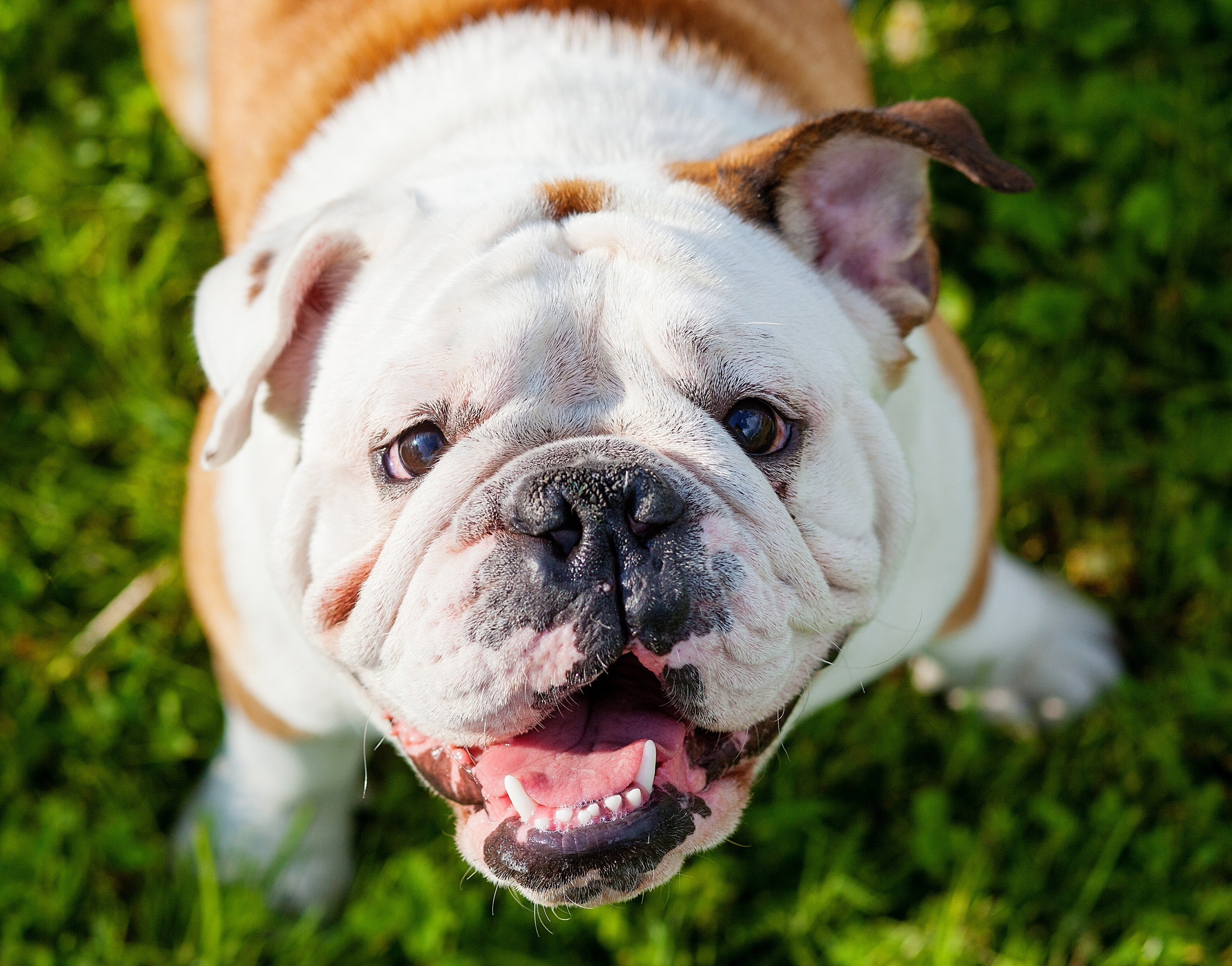 Семейные прогулки. Свадебный, семейный, детский фотограф в Санкт-Петербурге