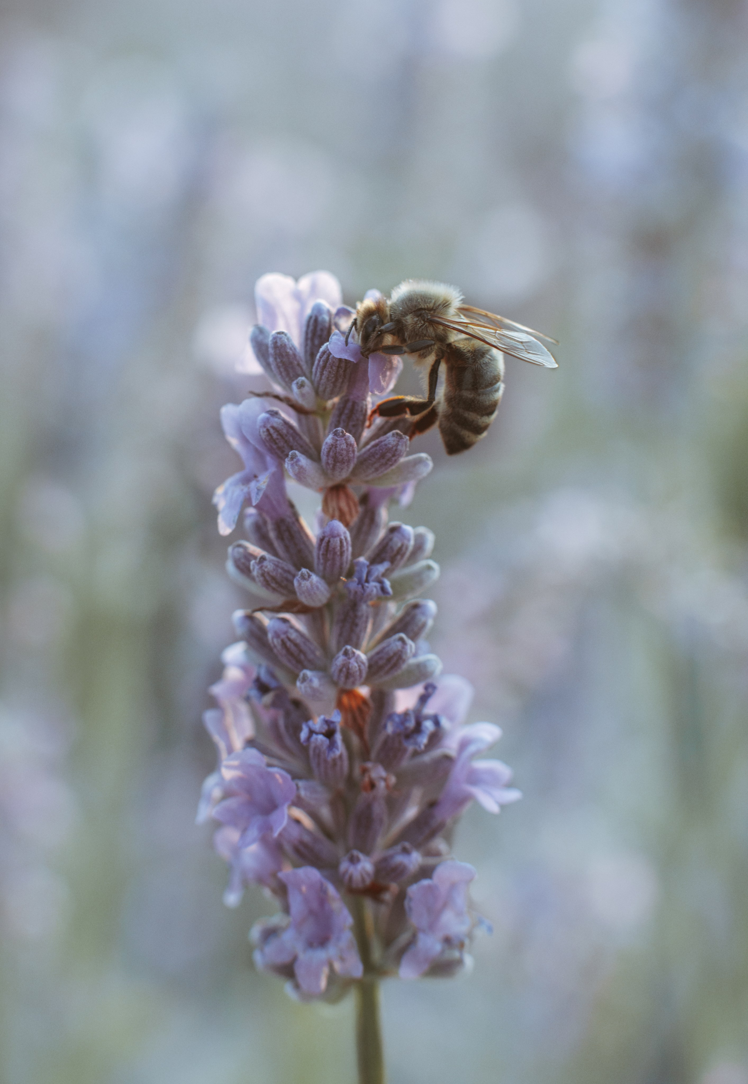Nature. Артем Корнев Фотограф