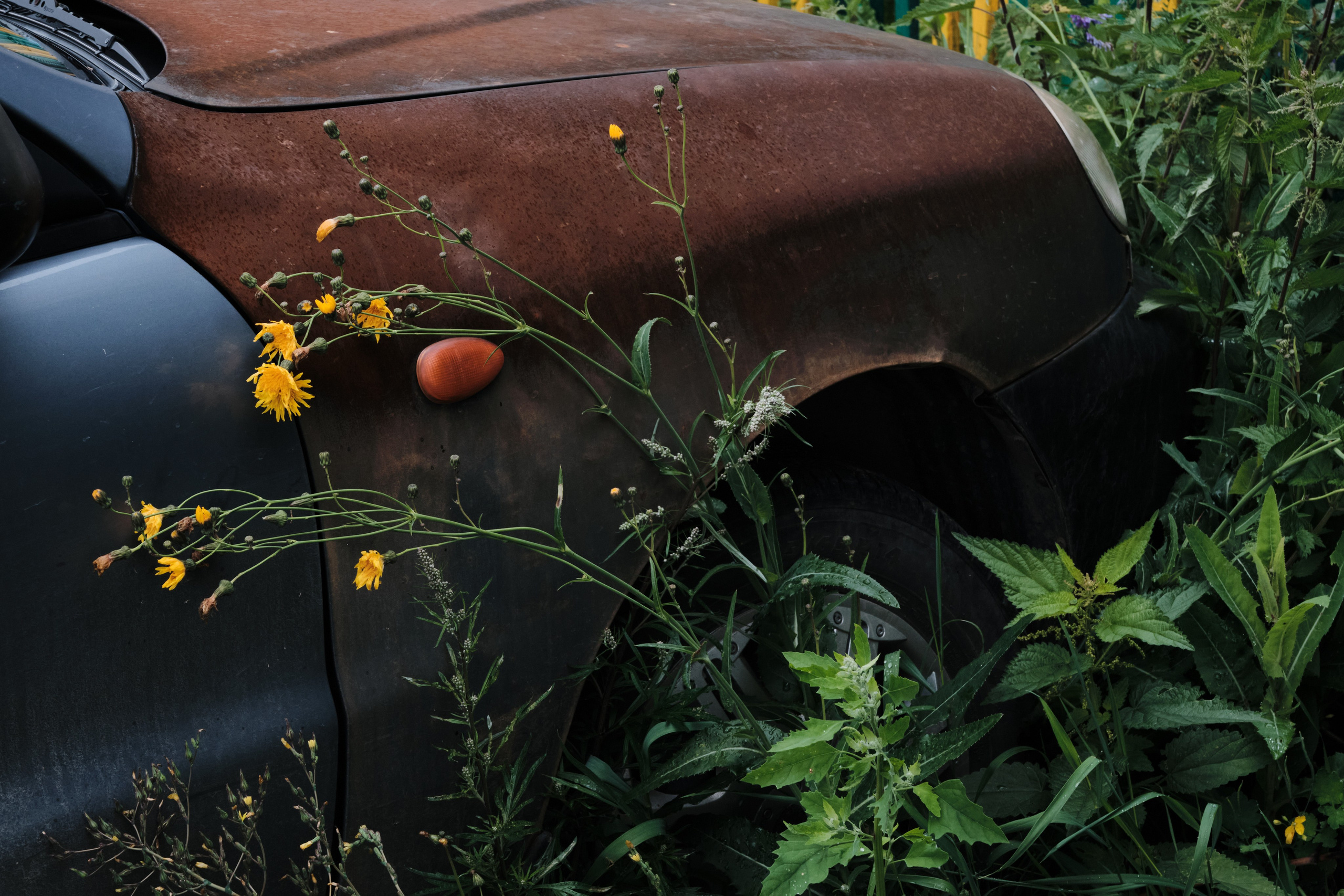 Мочище и Сокур. Goncharov Tim