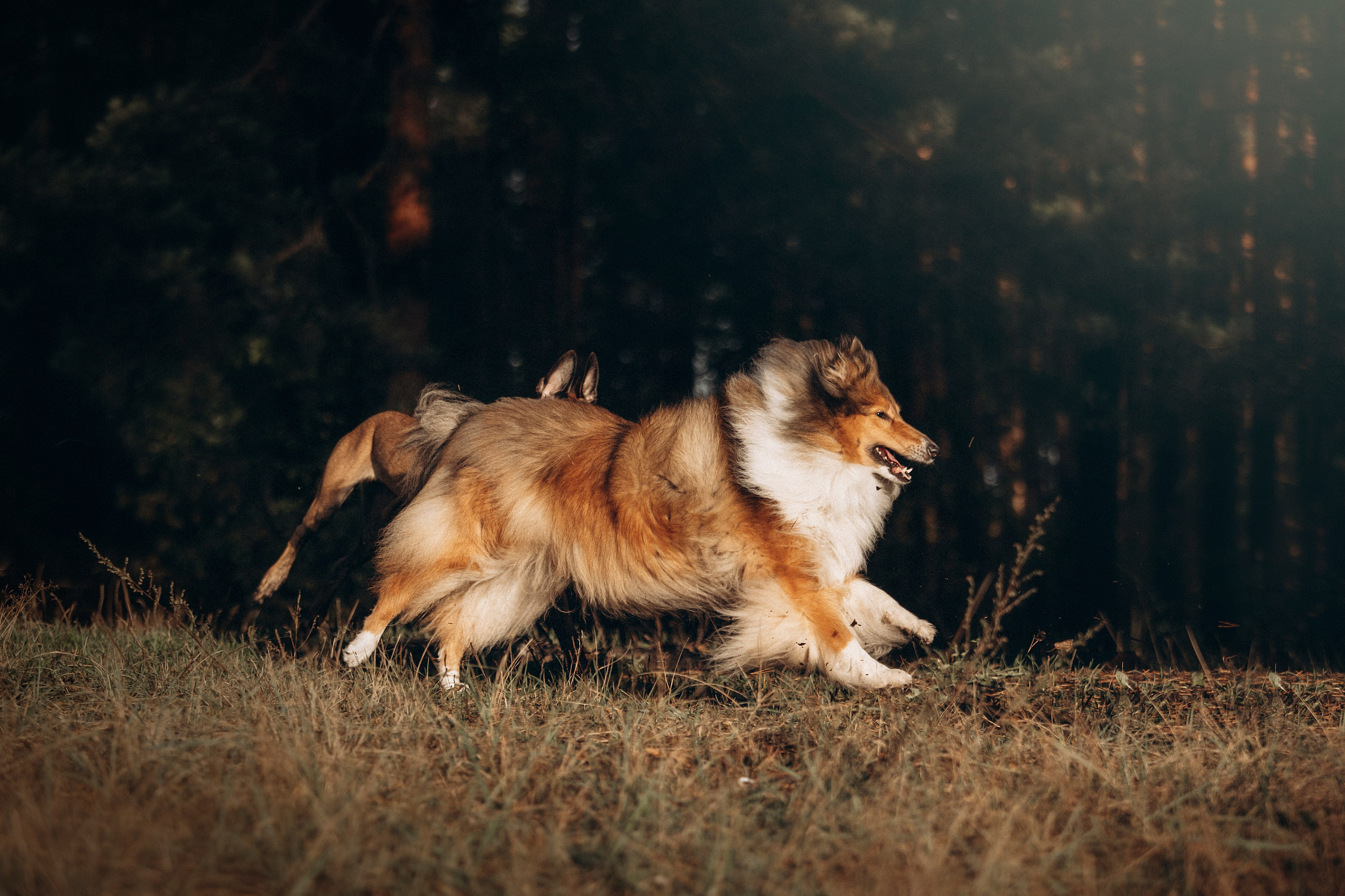 Трисс, Эста, Яся и их семья. Фотограф — Анималист | Санкт-Петербург