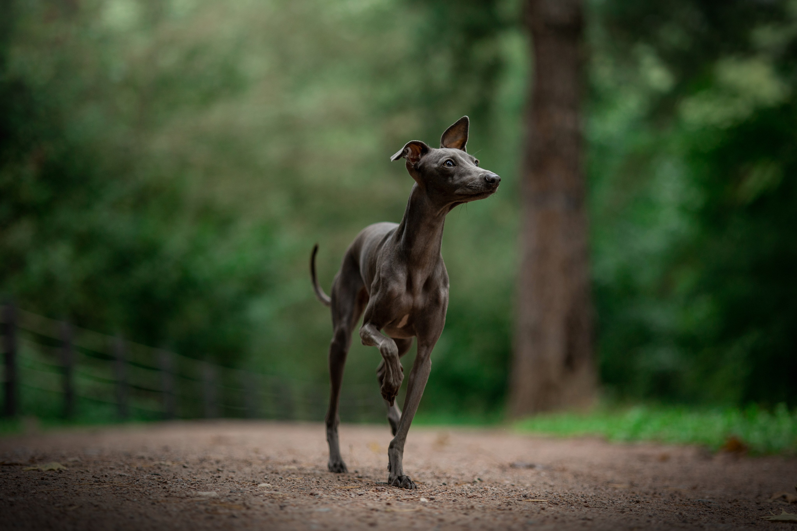 Лучик и ее семья. Фотограф — Анималист | Санкт-Петербург