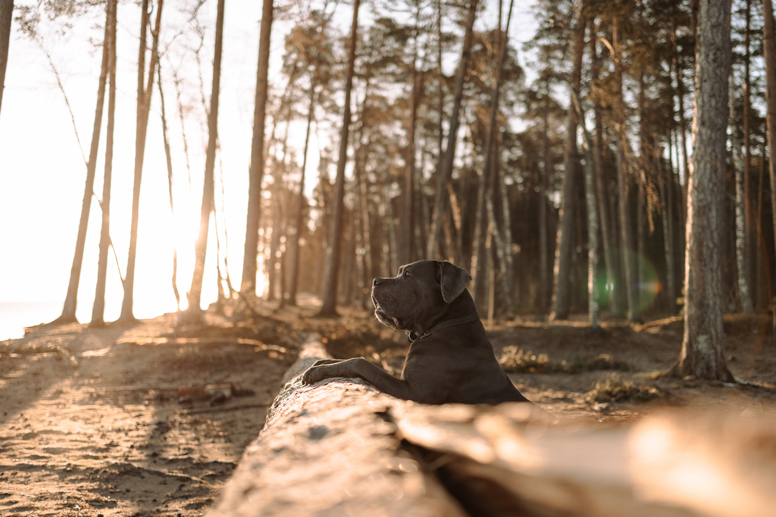 Анна и Лана. Фотограф — Анималист | Санкт-Петербург