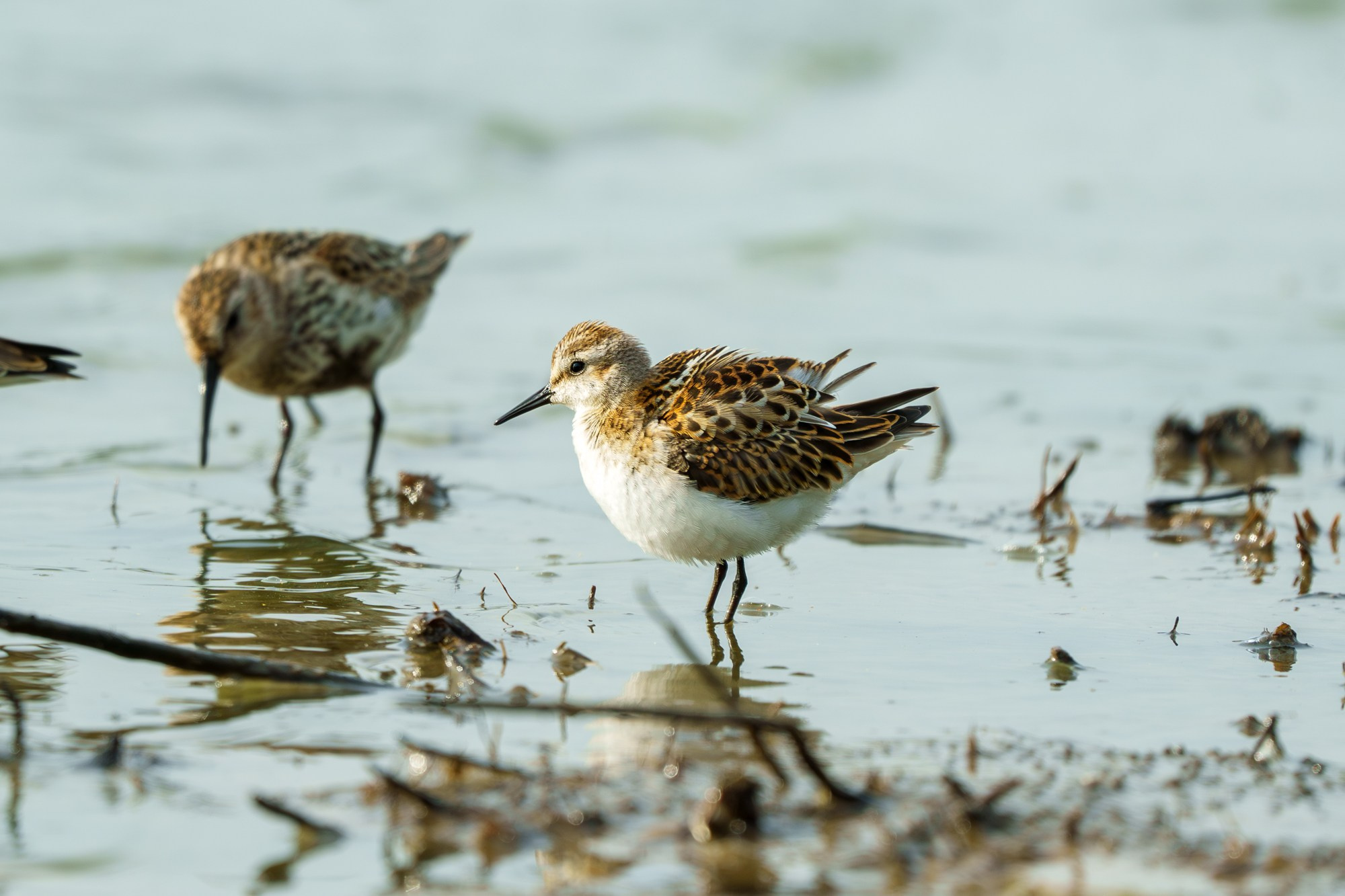Удивительные мир птиц. Вокруг нас столько прекрасного — присмотритесь!. Ваш личный фотограф Марина Волкова