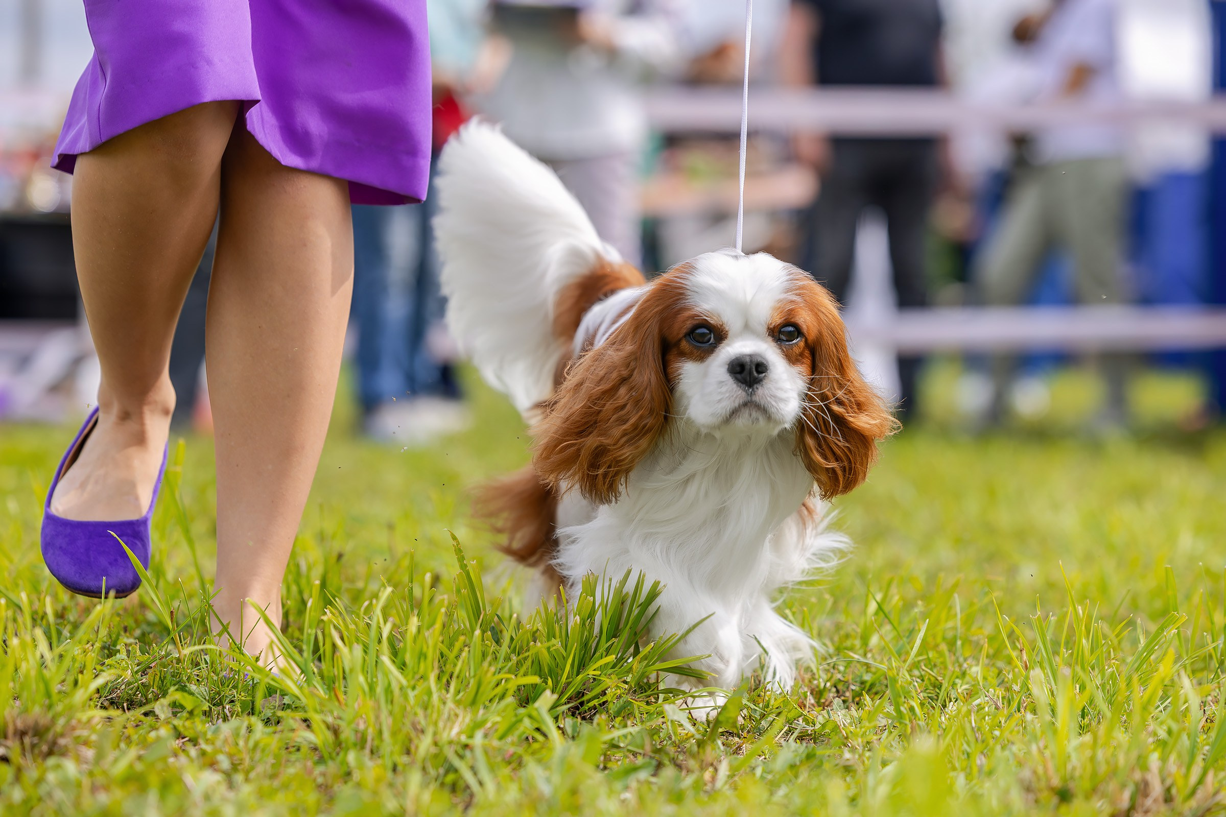 28 июня 2025, Выставка РКФ, г. Кунгур. Htykk_photo