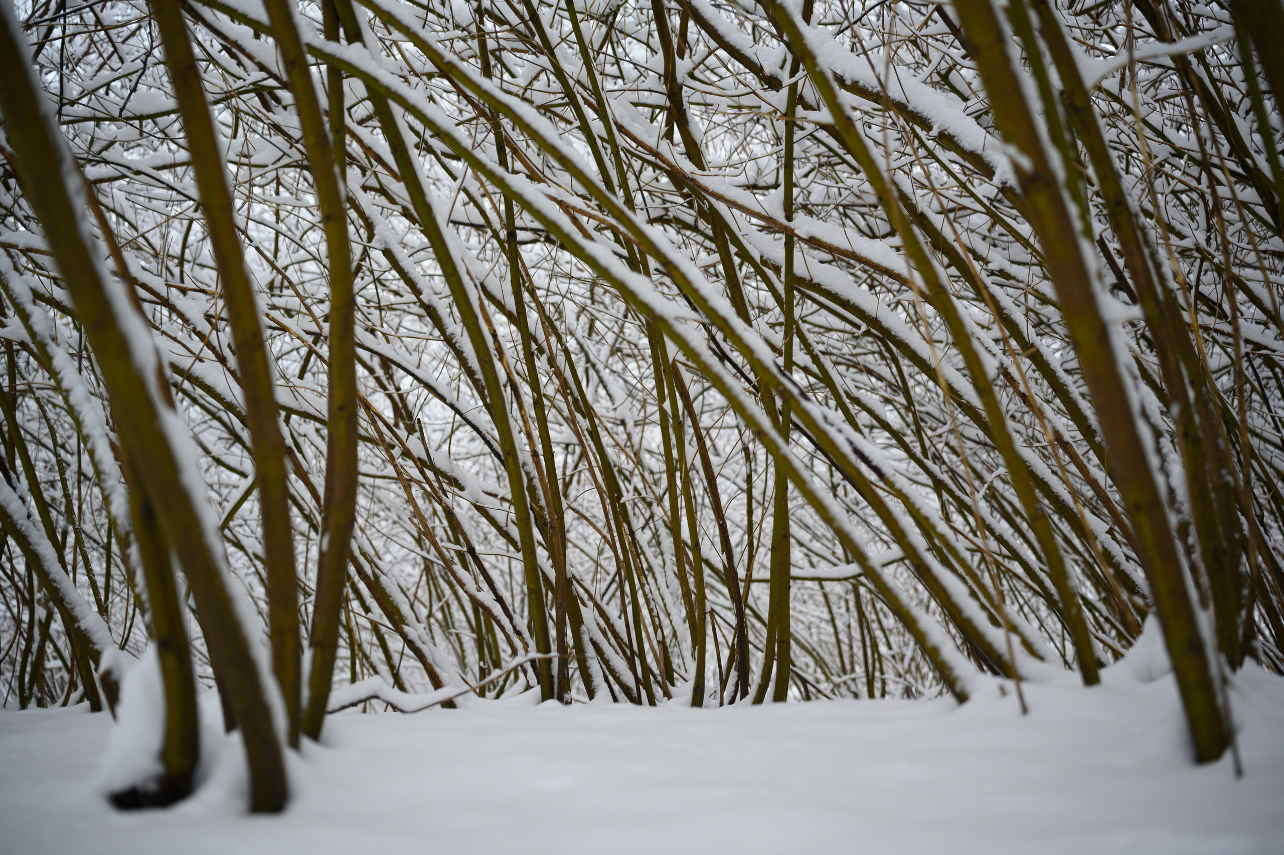 Landscape, nature, plants, details of the world around us. Personal website of photographer Dmitry Raikin