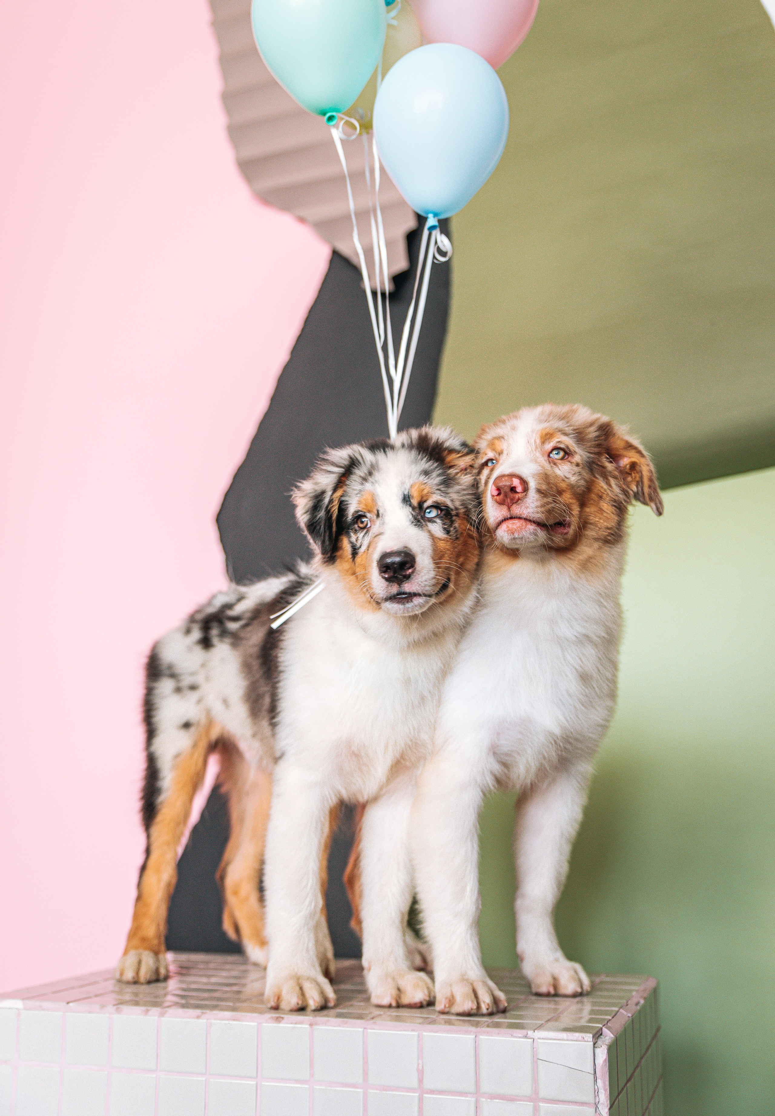 Аусси щенки студия. Главная
