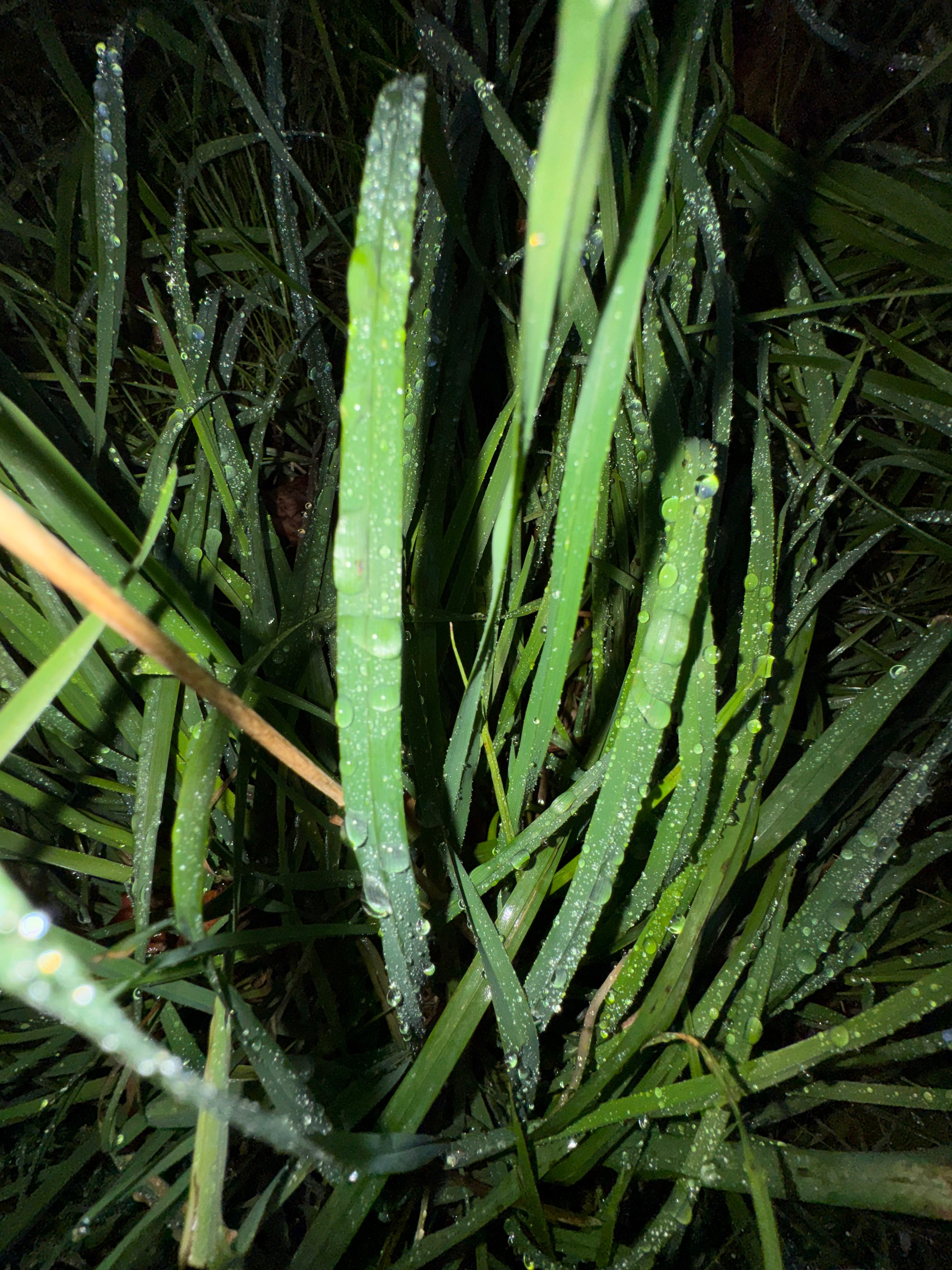 Ragytka