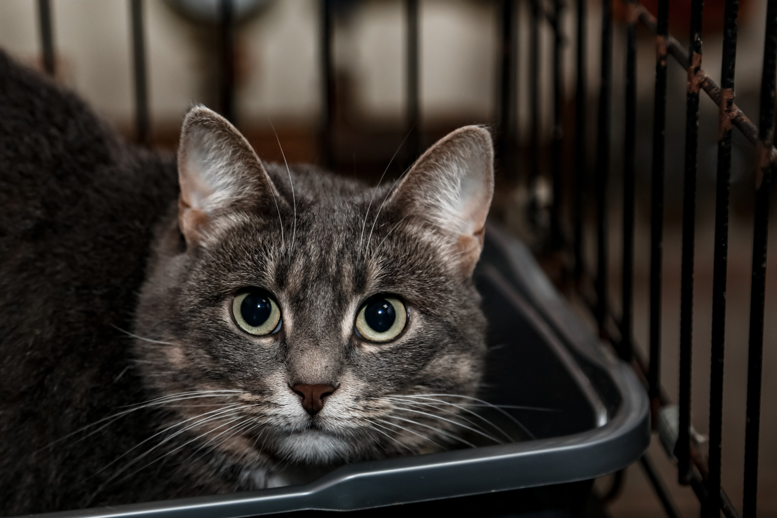 Приют Кошкин Дом Филимоша. Ваш фотограф в Оренбурге Рощупкина Екатерина