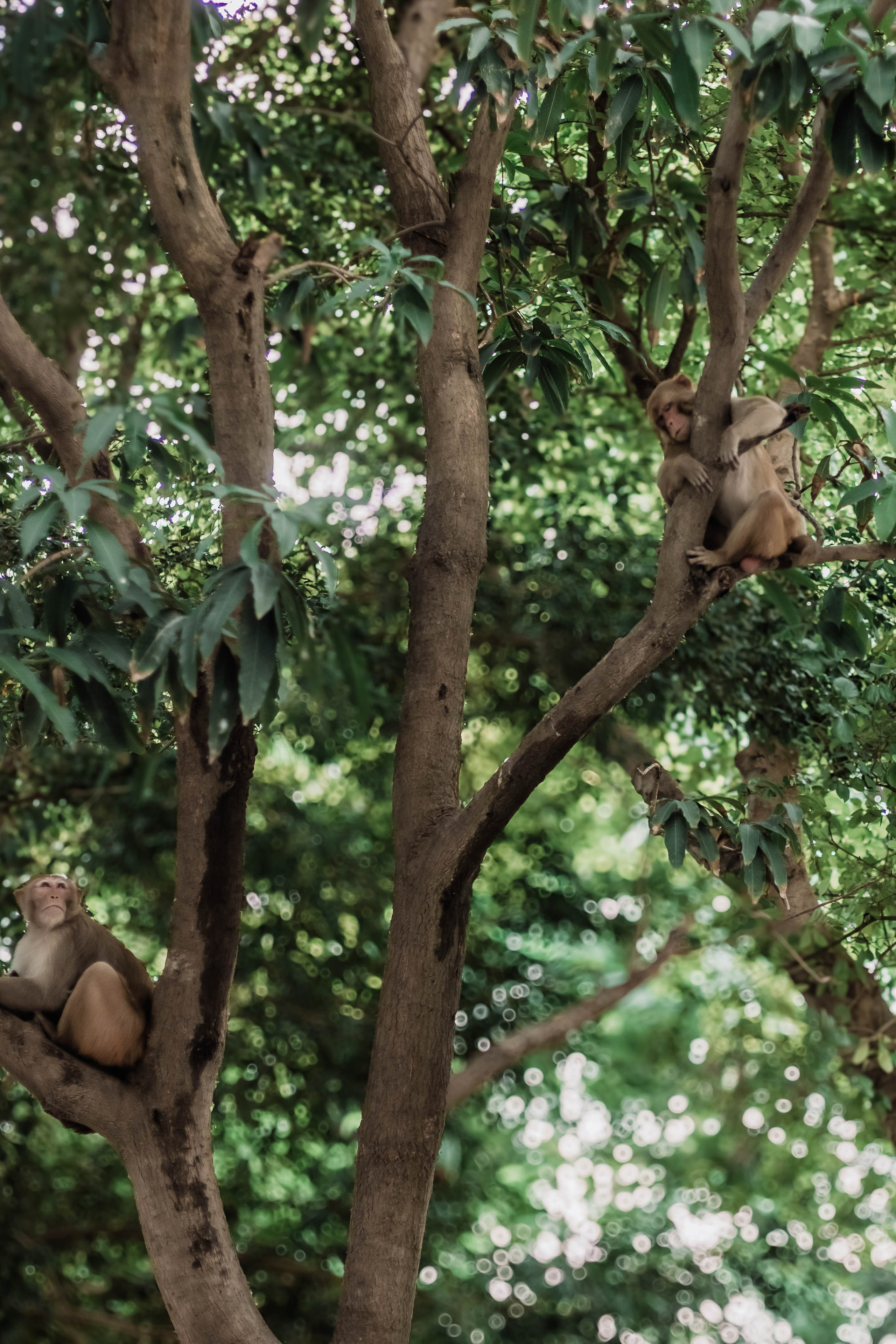 Pitri Paksha yagyas & poojas Devraha Baba ji ashram. Mariam Bagdasaryan