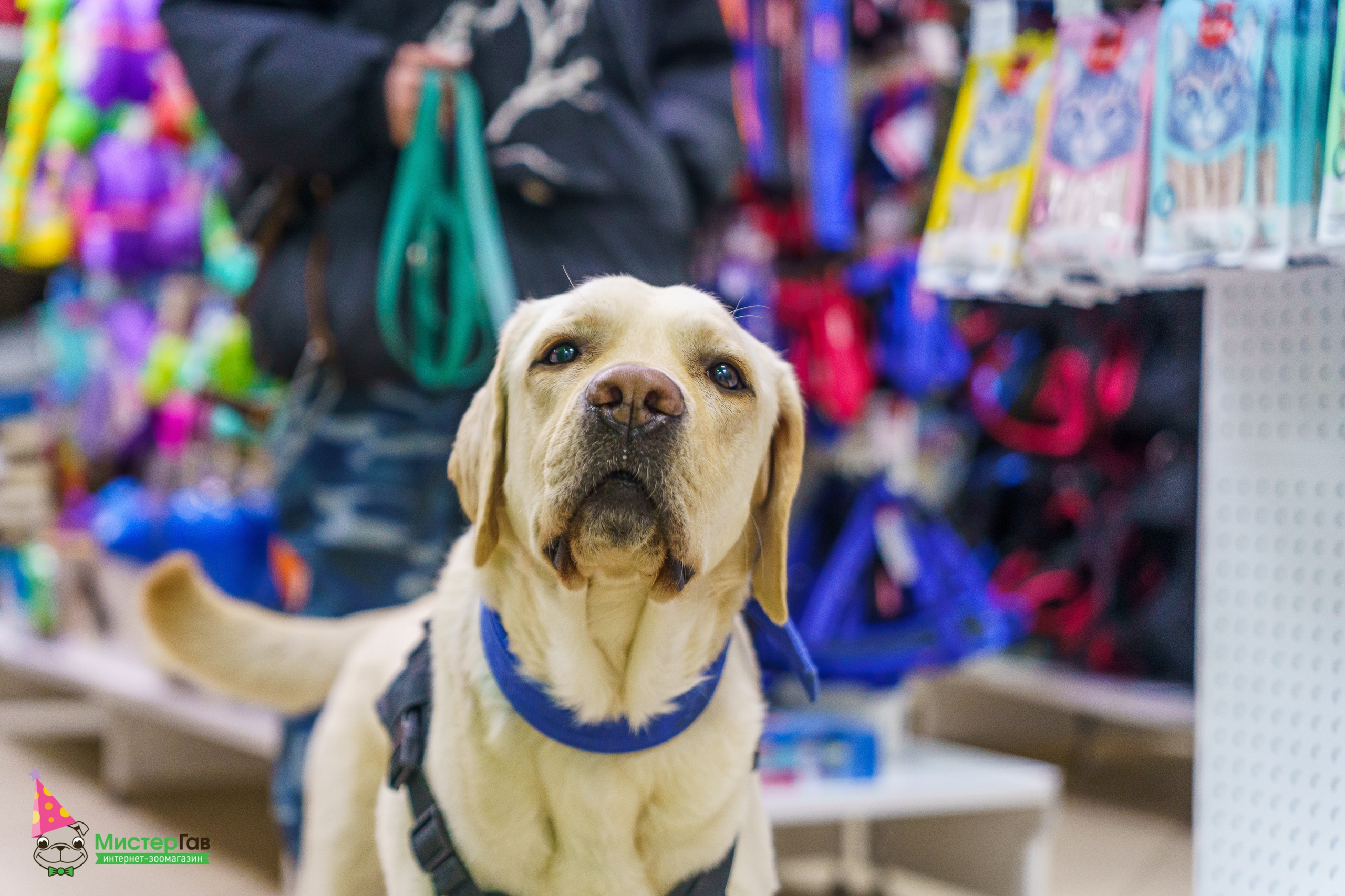 Мистер Гав -13 лет!. Фотограф Челябинск · Ольга Серебрякова