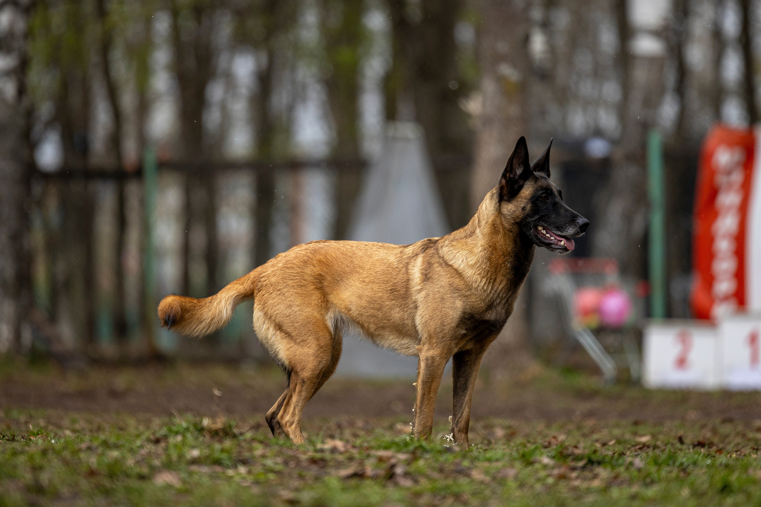 Квалификационные состязания по мондьорингу г. Вологда 11.05.24. Фотограф-анималист Анна Маринич