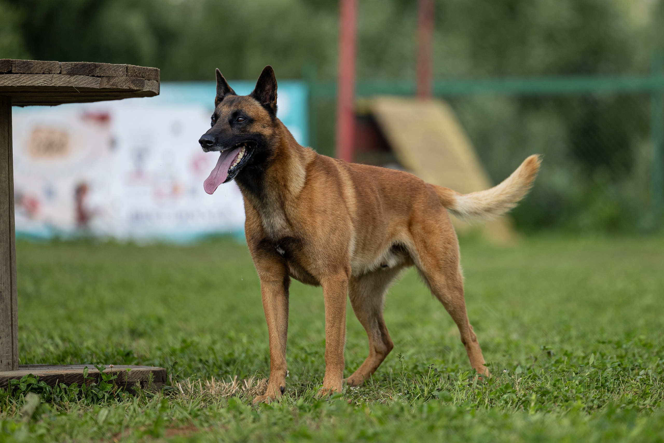 Соревнования по Мондьорингу г. Вологда 10-11.08.2024. Фотограф-анималист Анна Маринич