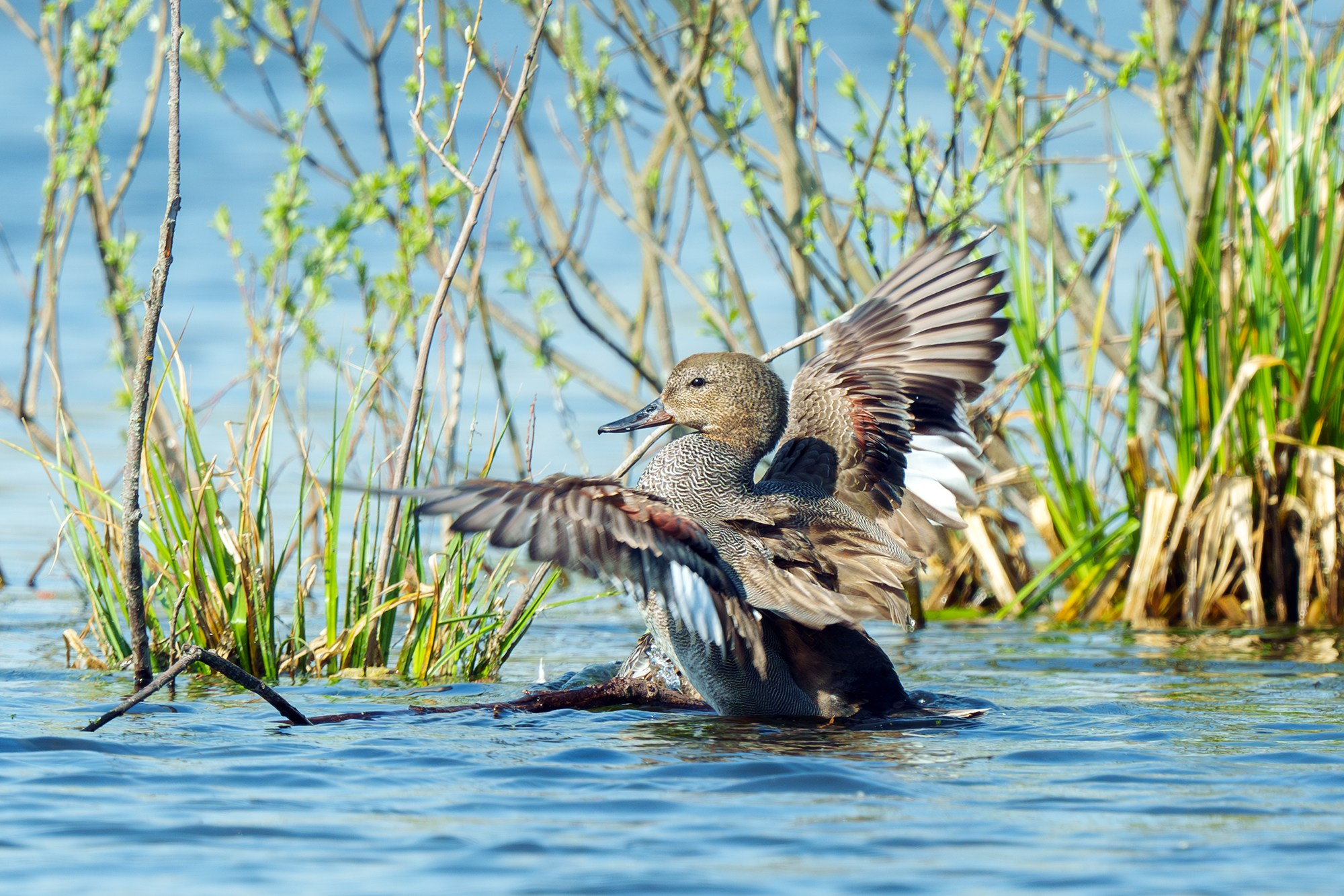 Удивительные мир птиц. Вокруг нас столько прекрасного — присмотритесь!. Ваш личный фотограф Марина Волкова