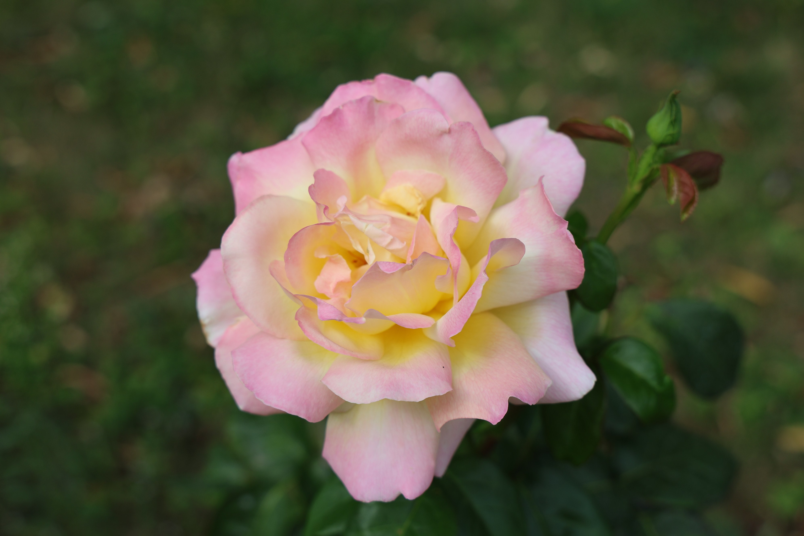 Ставрополец — Оздоровительный пансионат | с. Широкая Балка г. Новороссийск