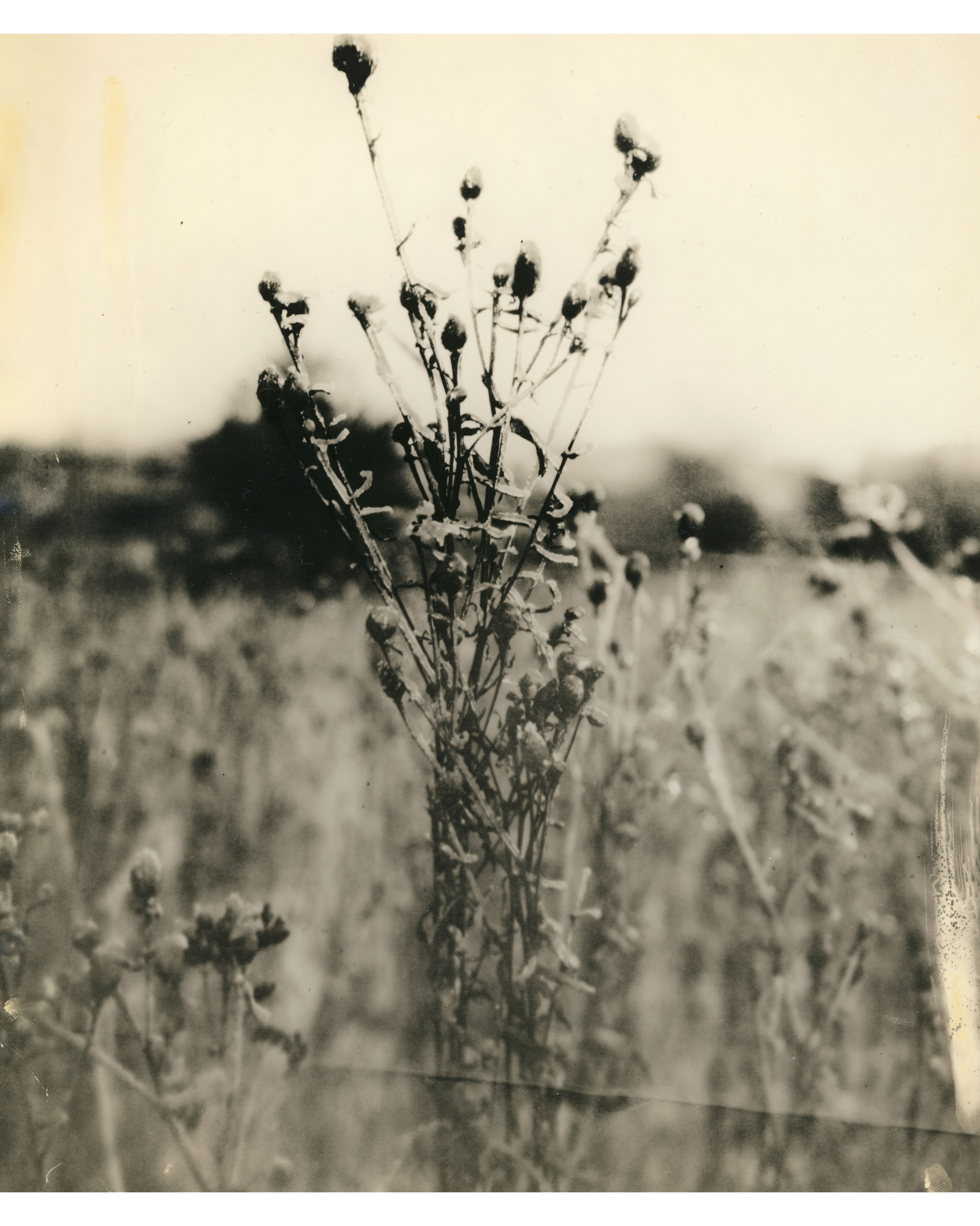 Lith prints. Darkroom aesthetics