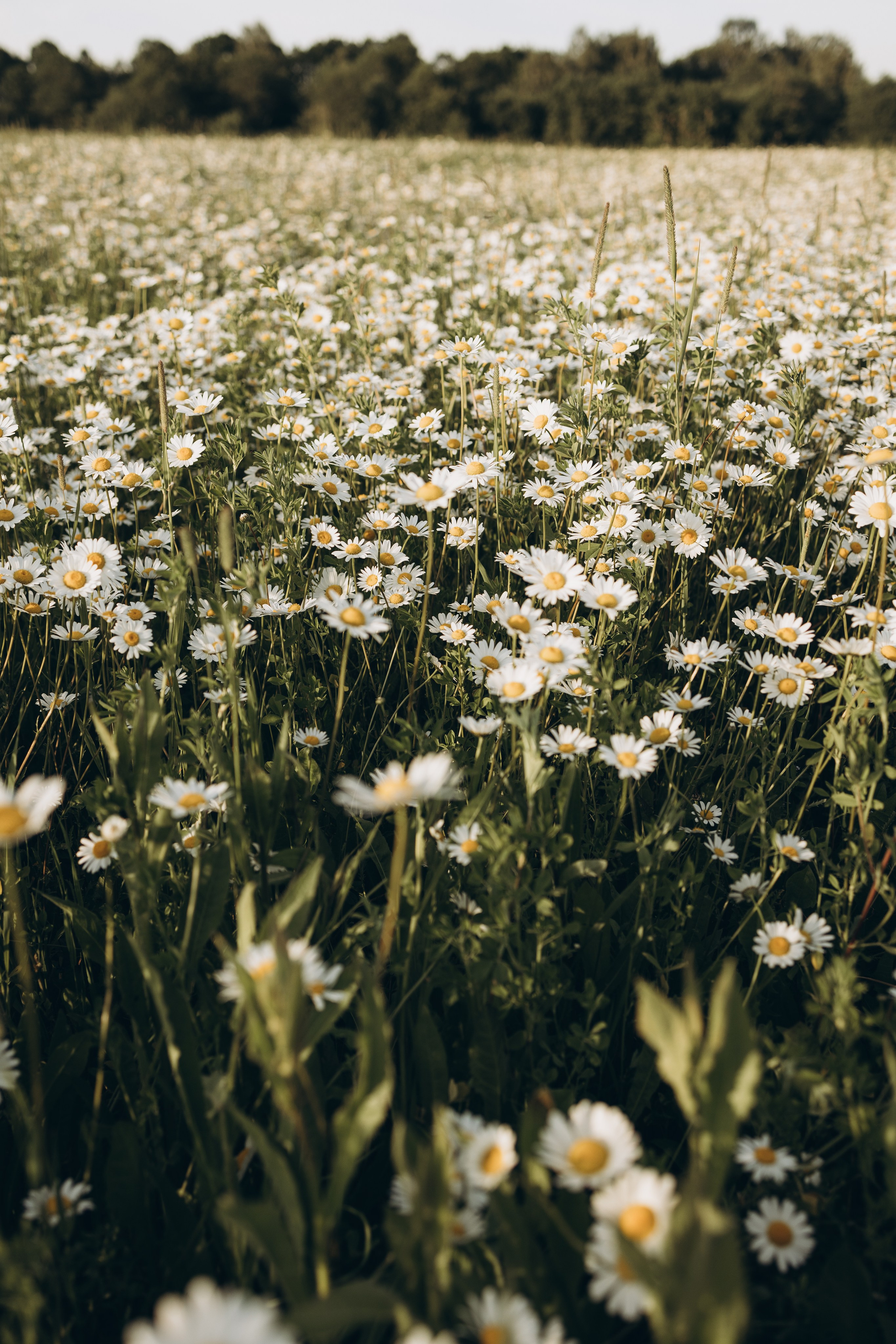 Маша и ромашки. Семейный фотограф в Москве Виктория Ястребинская
