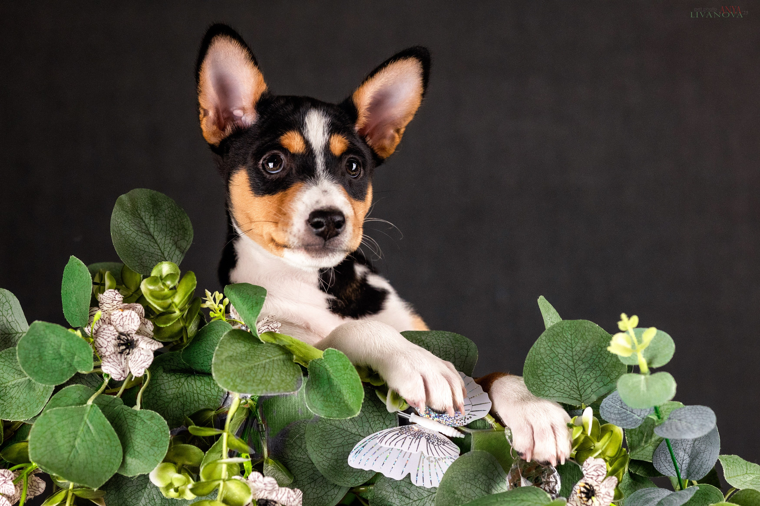Басенджи. Фотограф анималист Аня Ливанова | Рыбинск