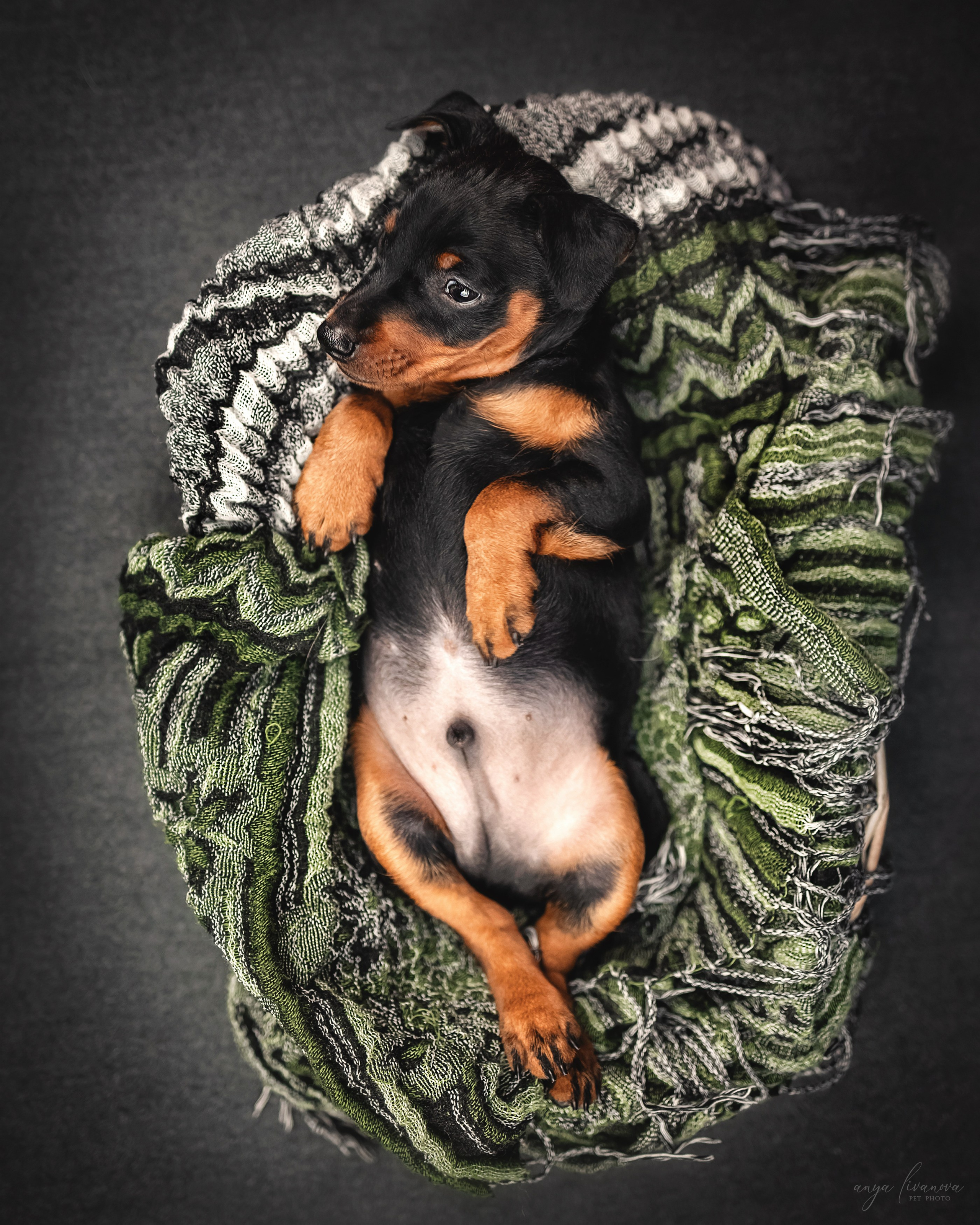 Пинчер. Фотограф анималист Аня Ливанова | Рыбинск